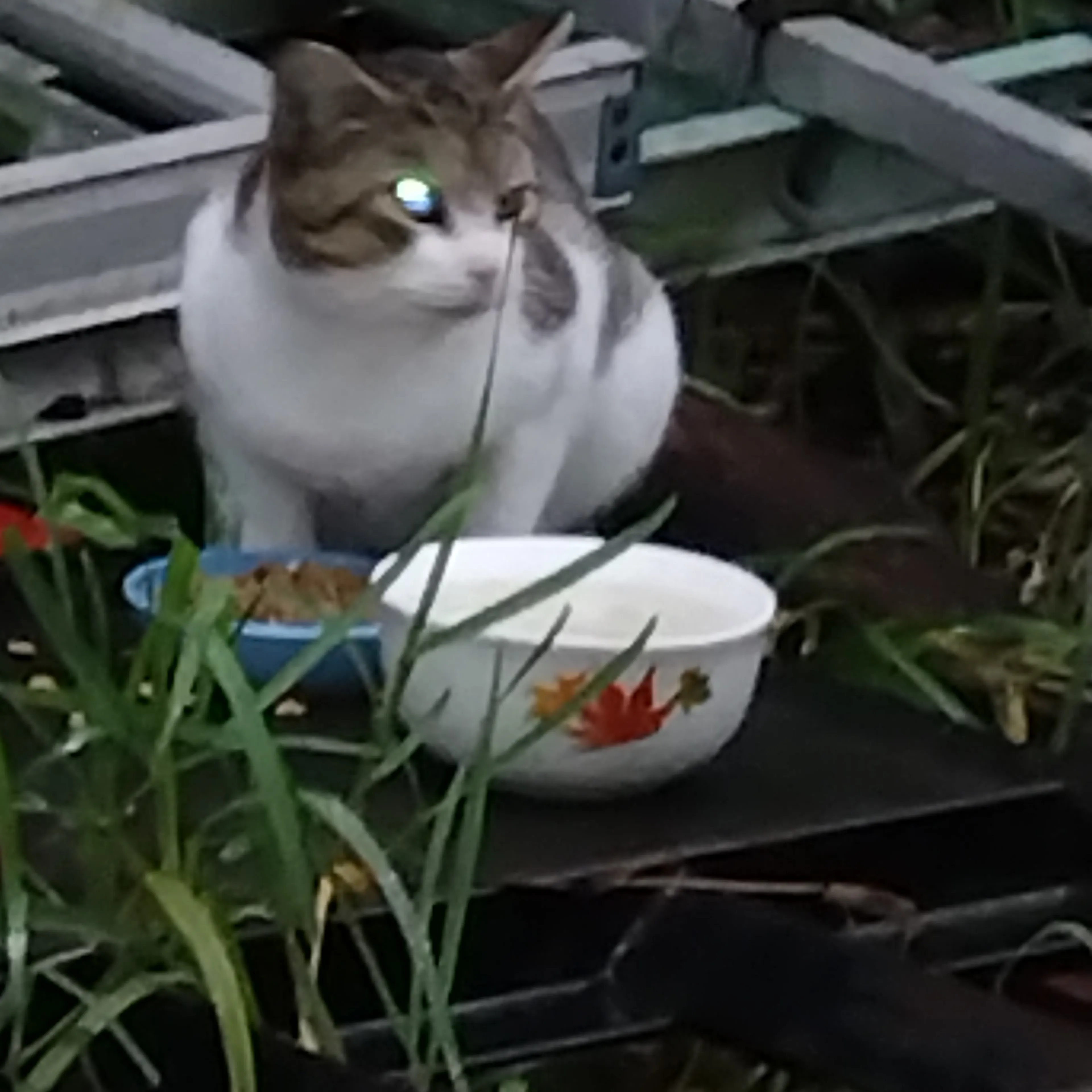 Lost pet-1