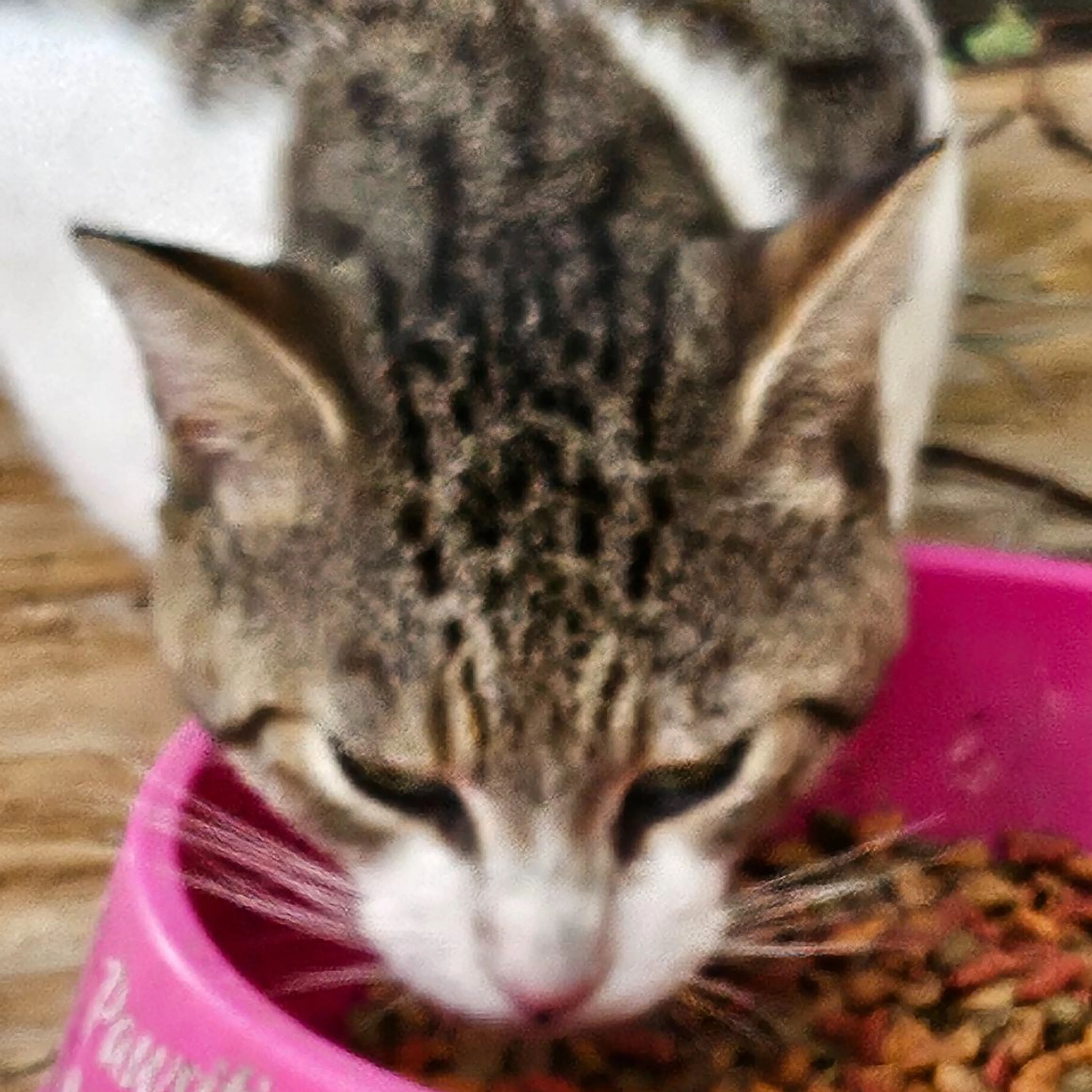 Lost pet-3