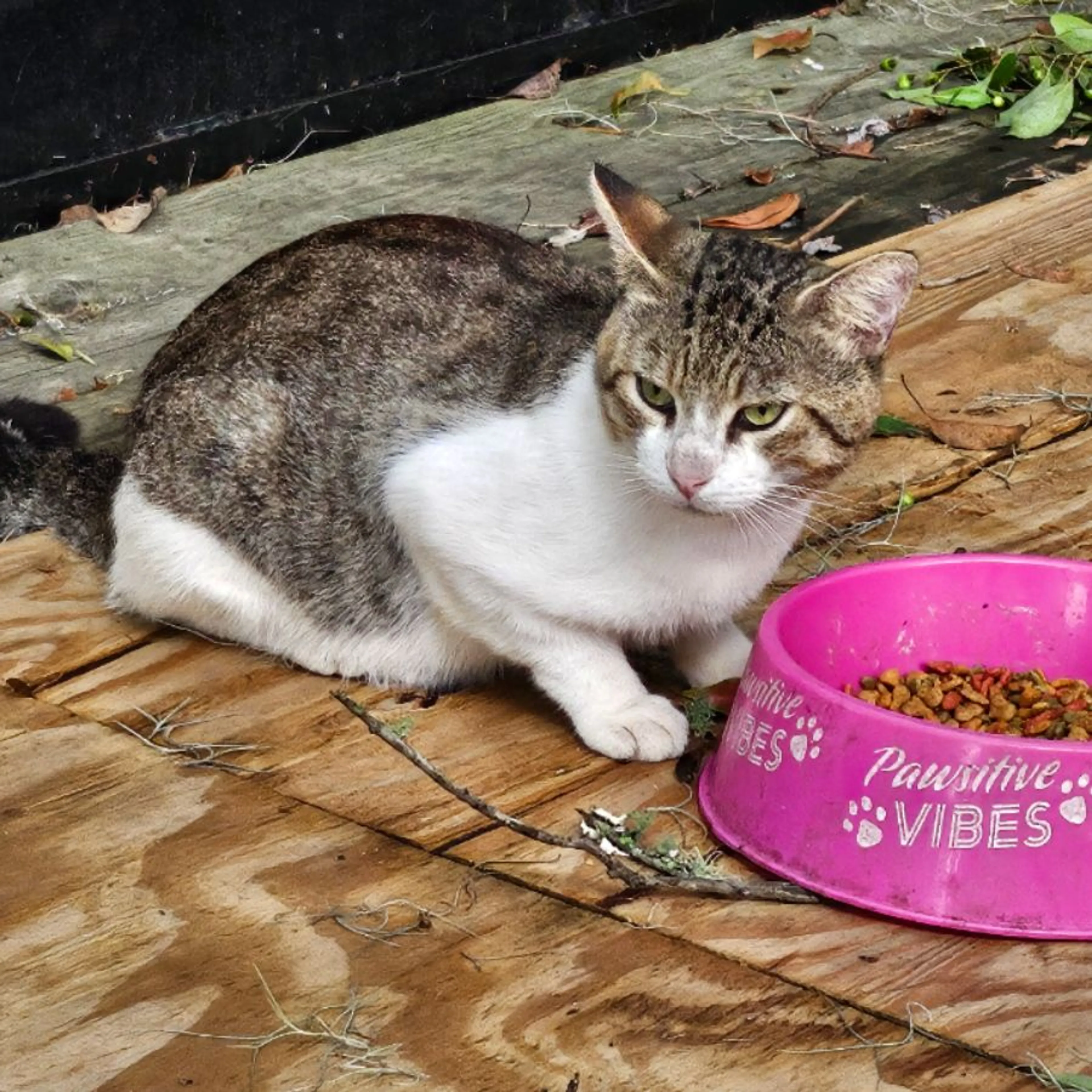 Lost pet-0