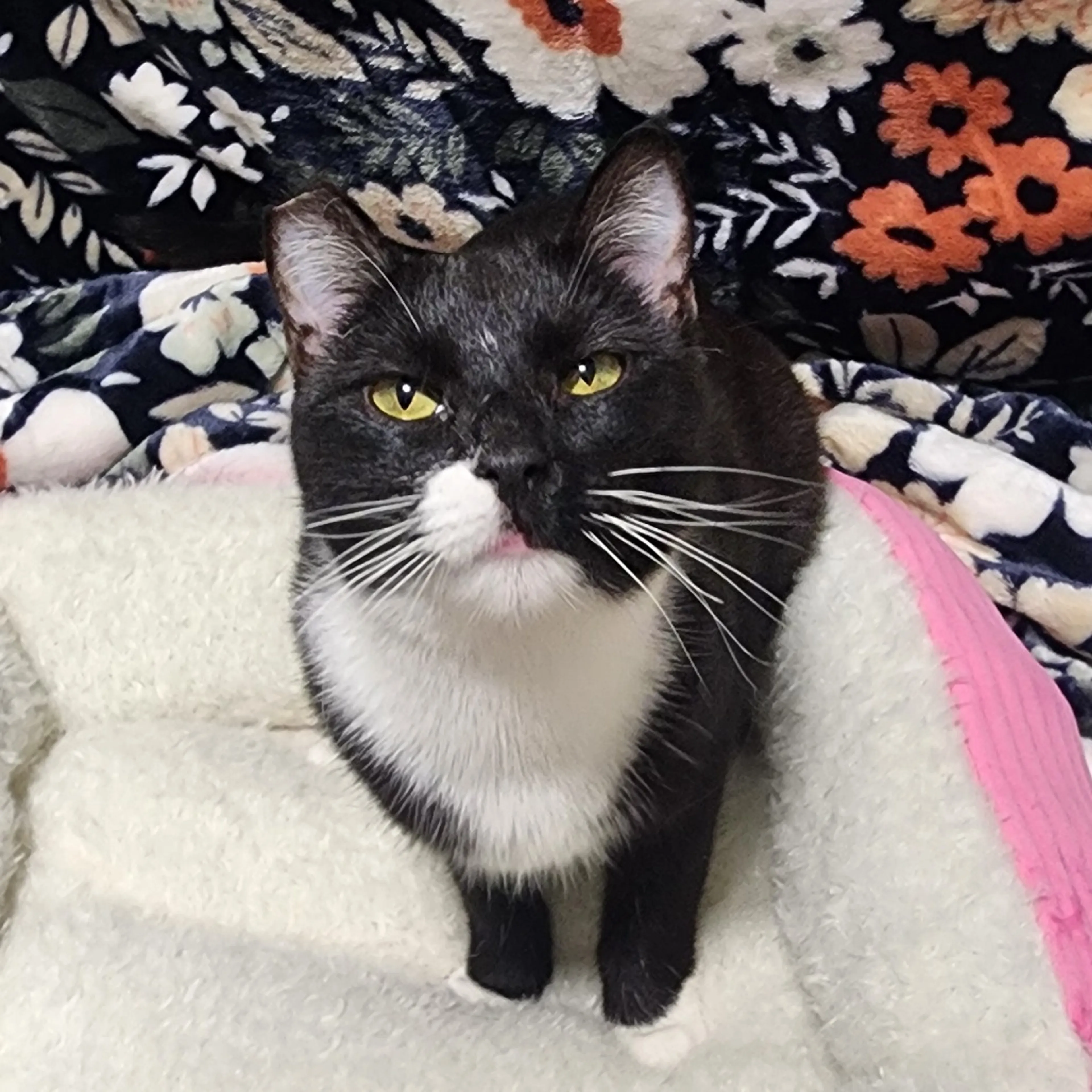 Found pet-3