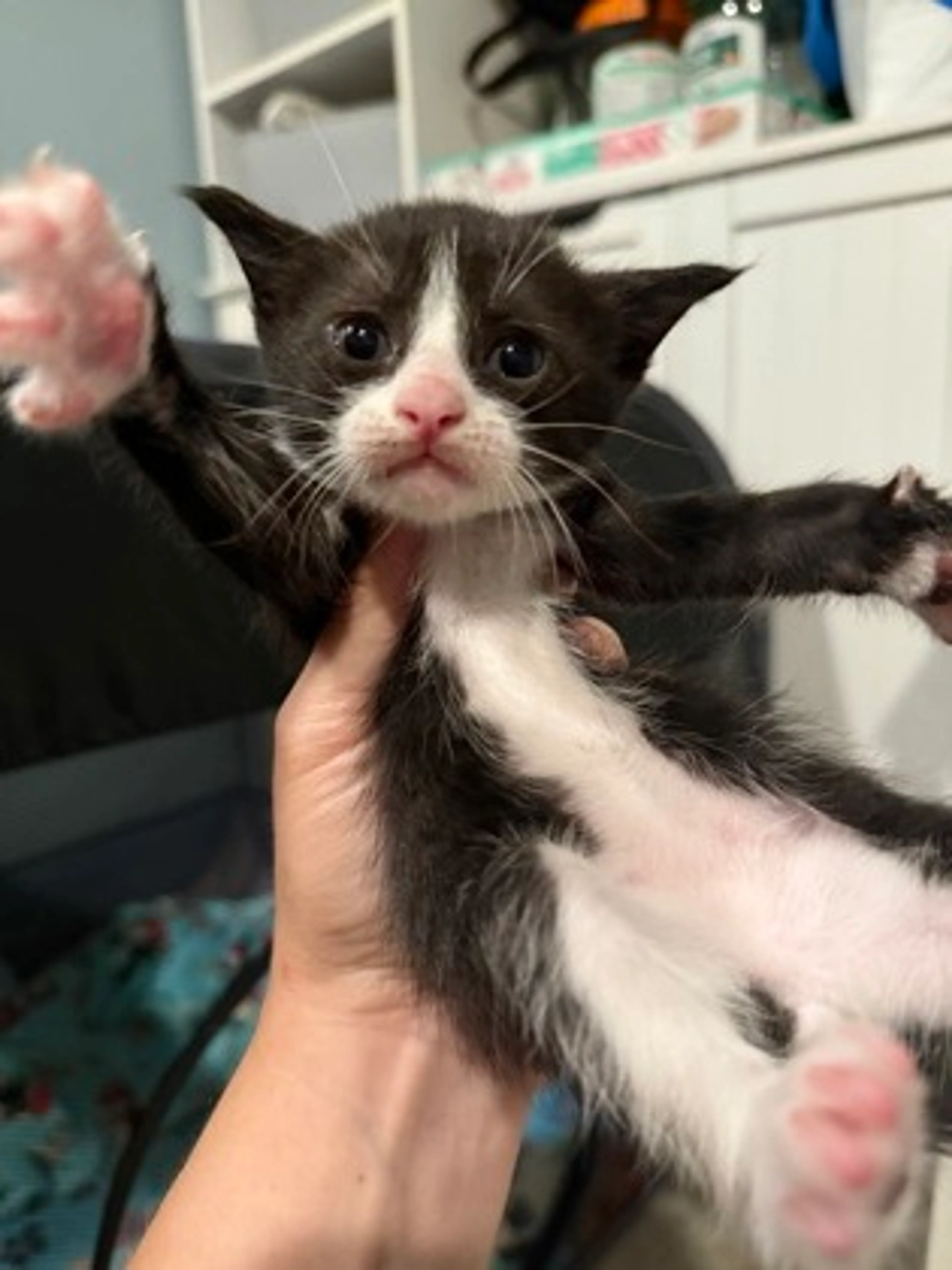 Found pet-0
