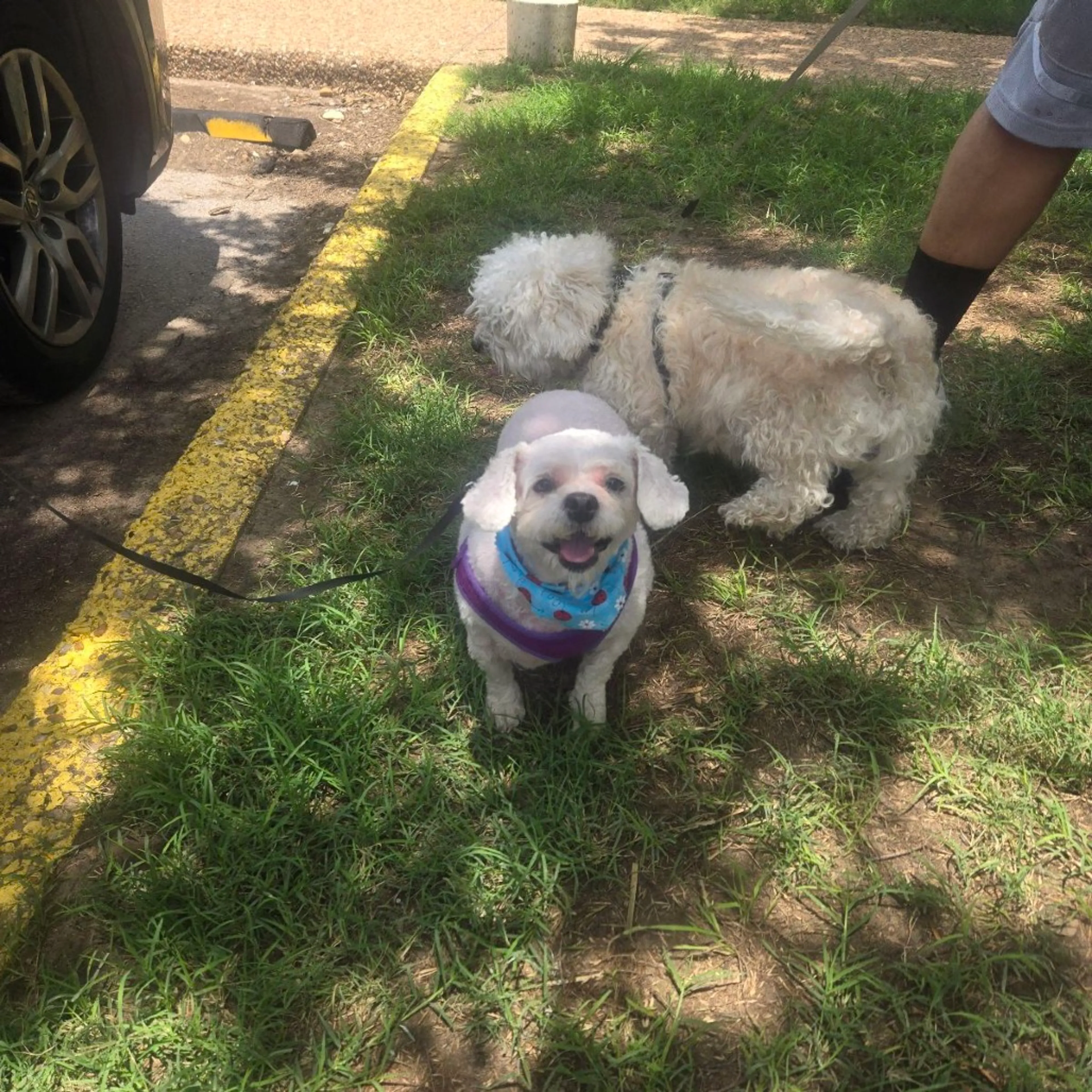 Found pet