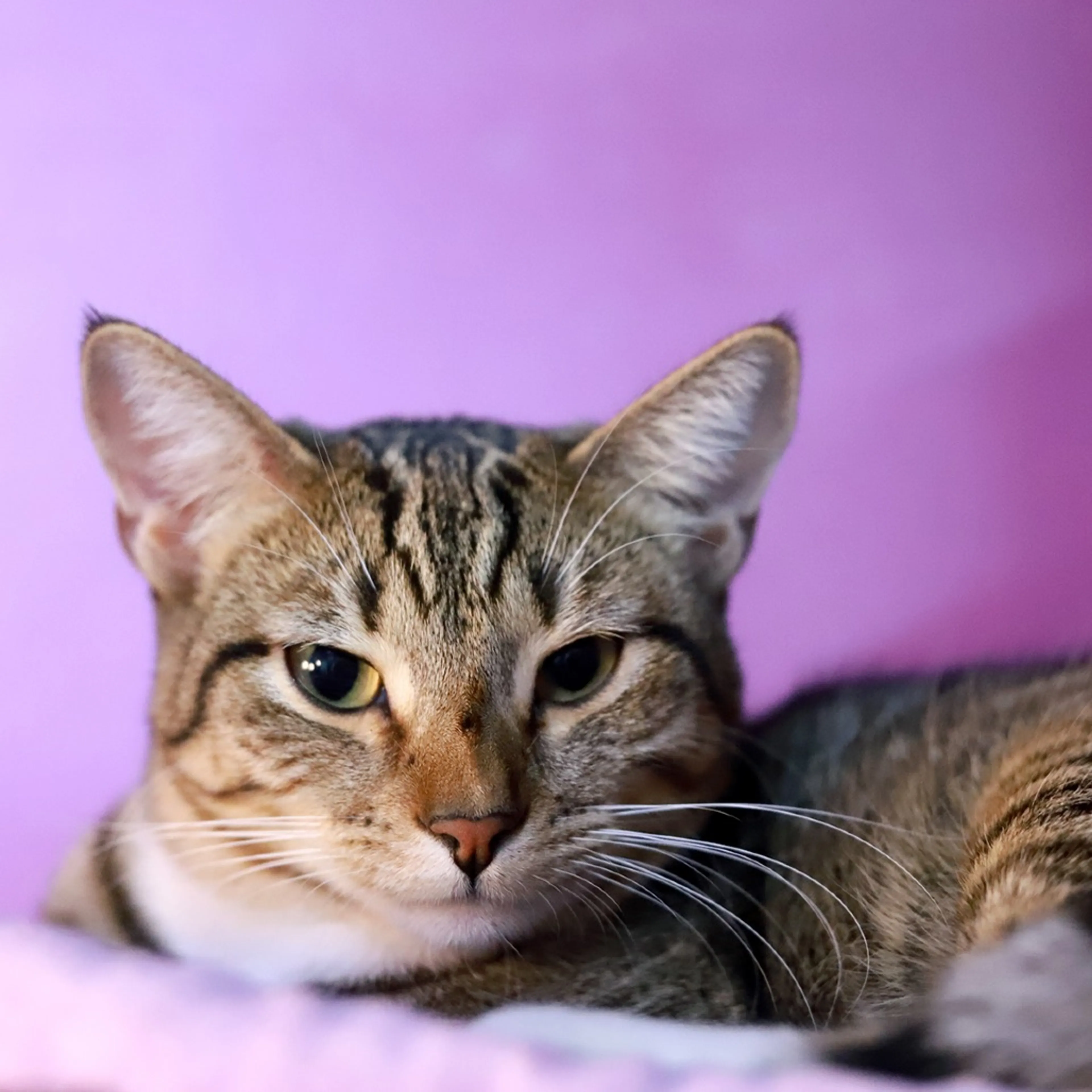 Found pet-4