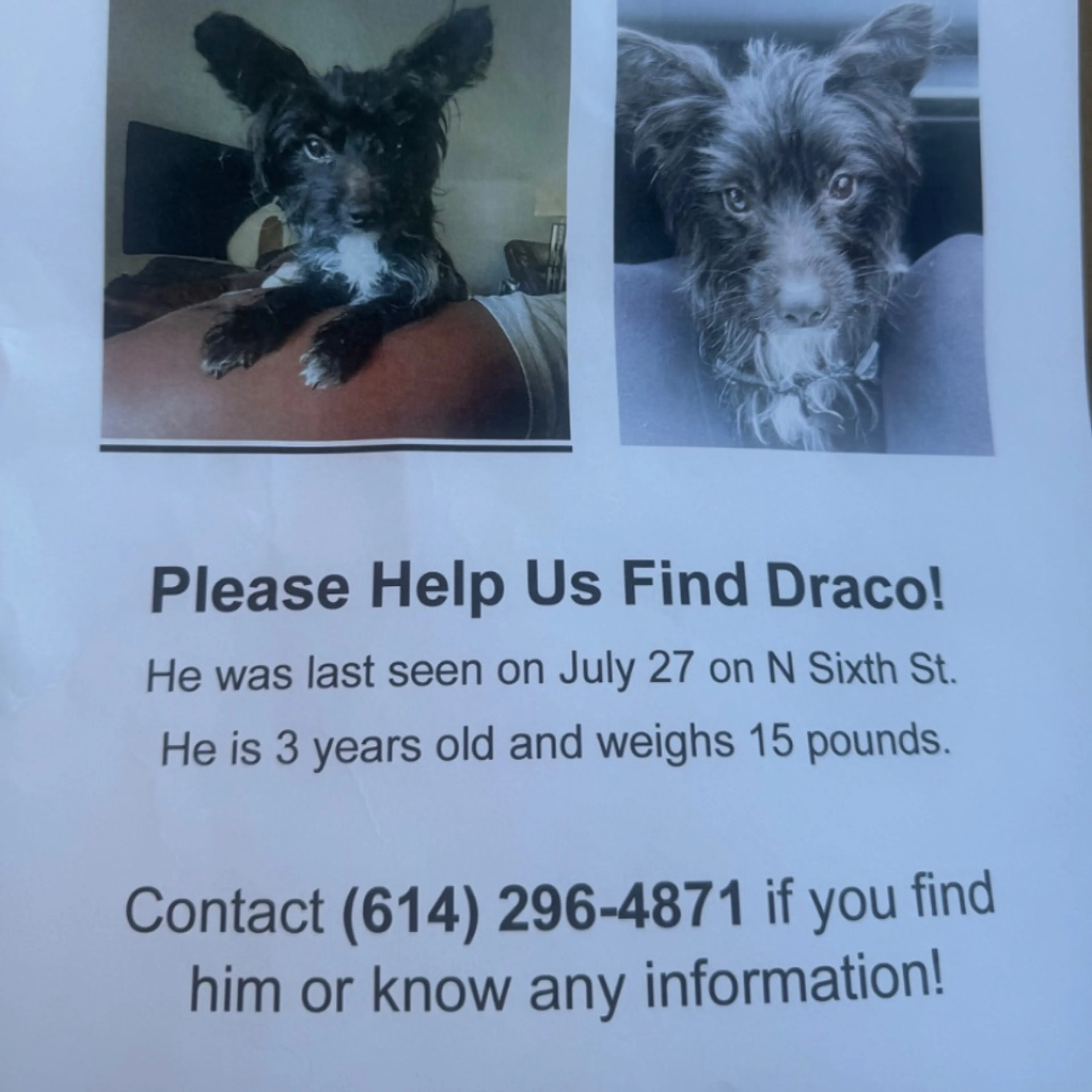 Lost pet