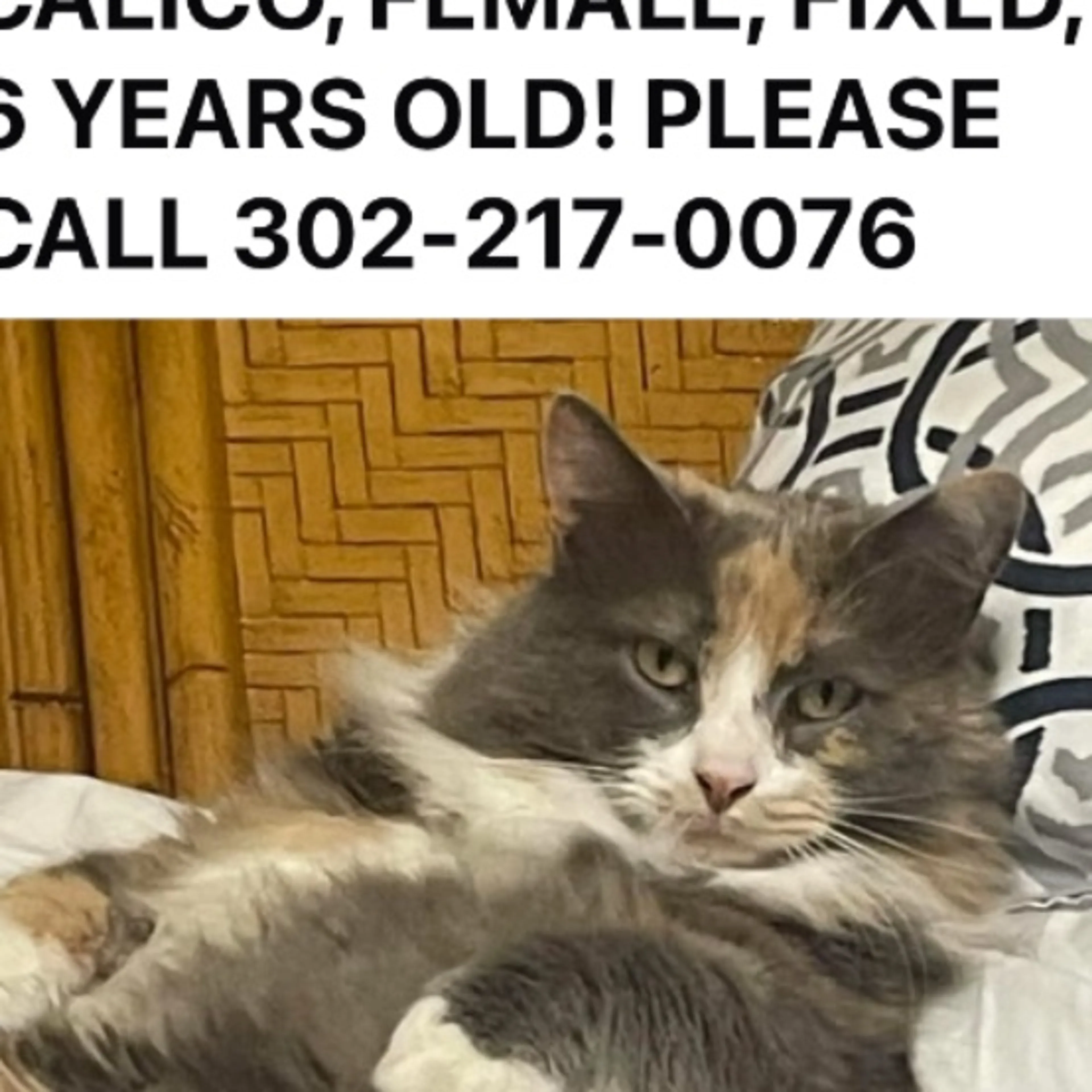 Lost pet