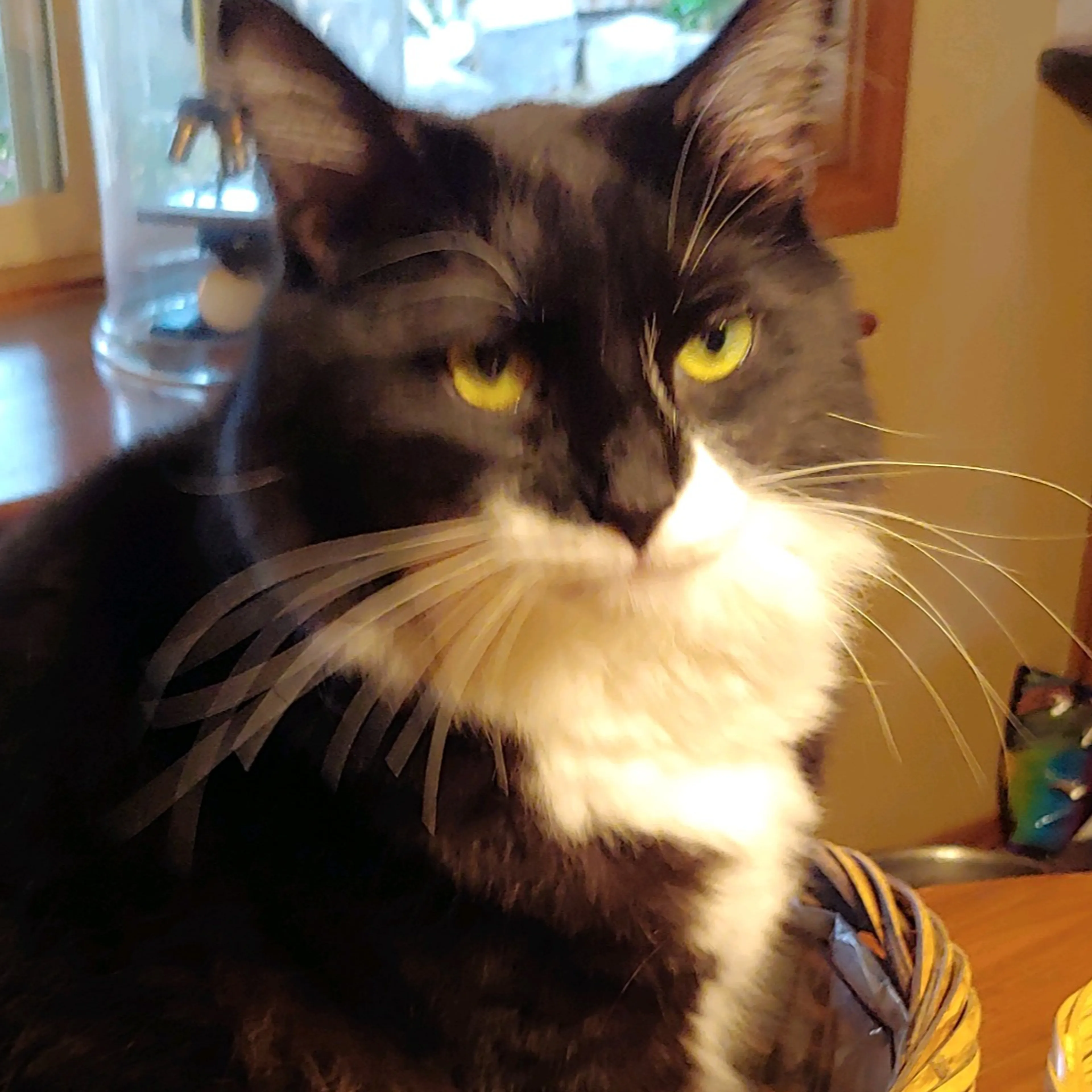 Lost pet-2