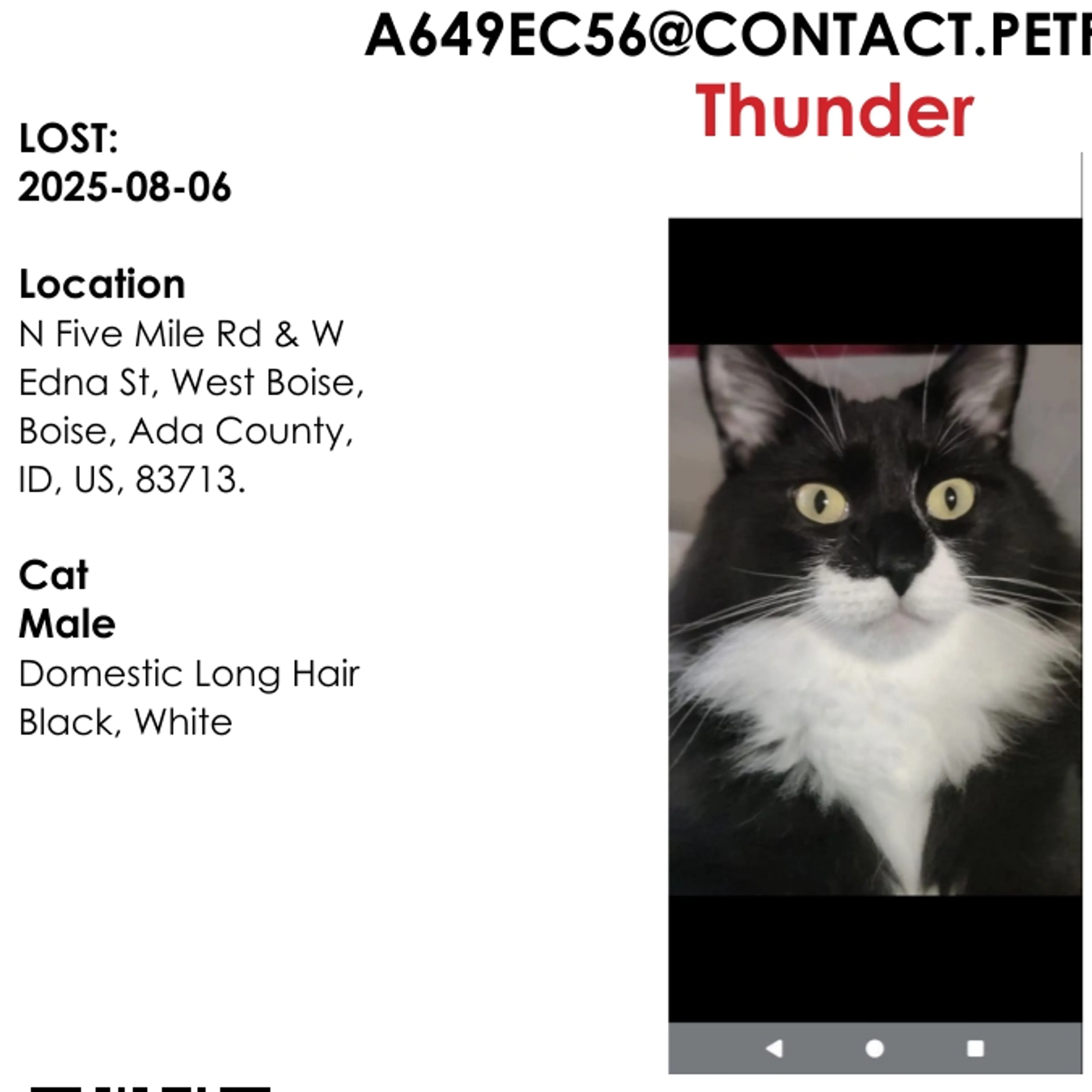 Lost pet-3