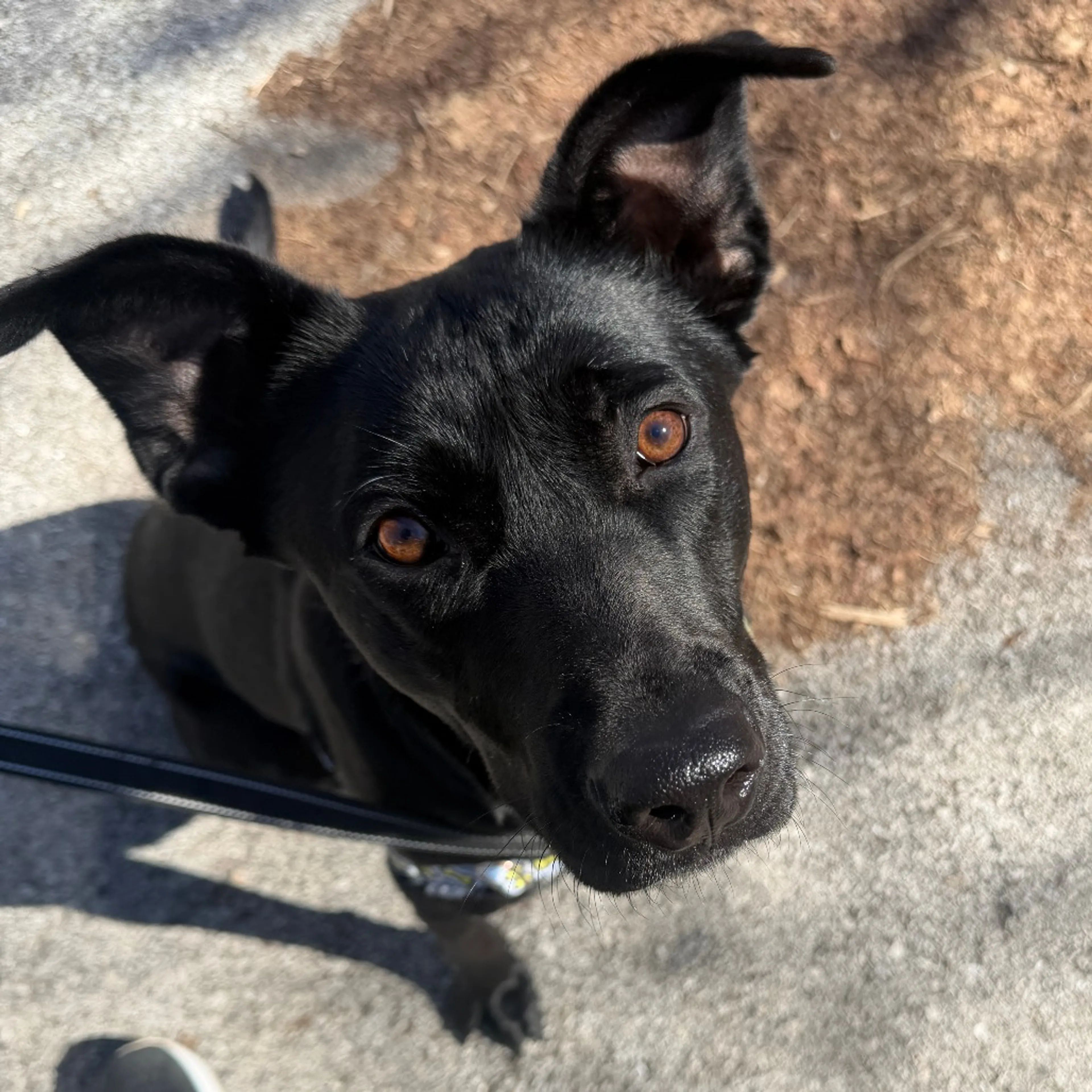 Found pet-11