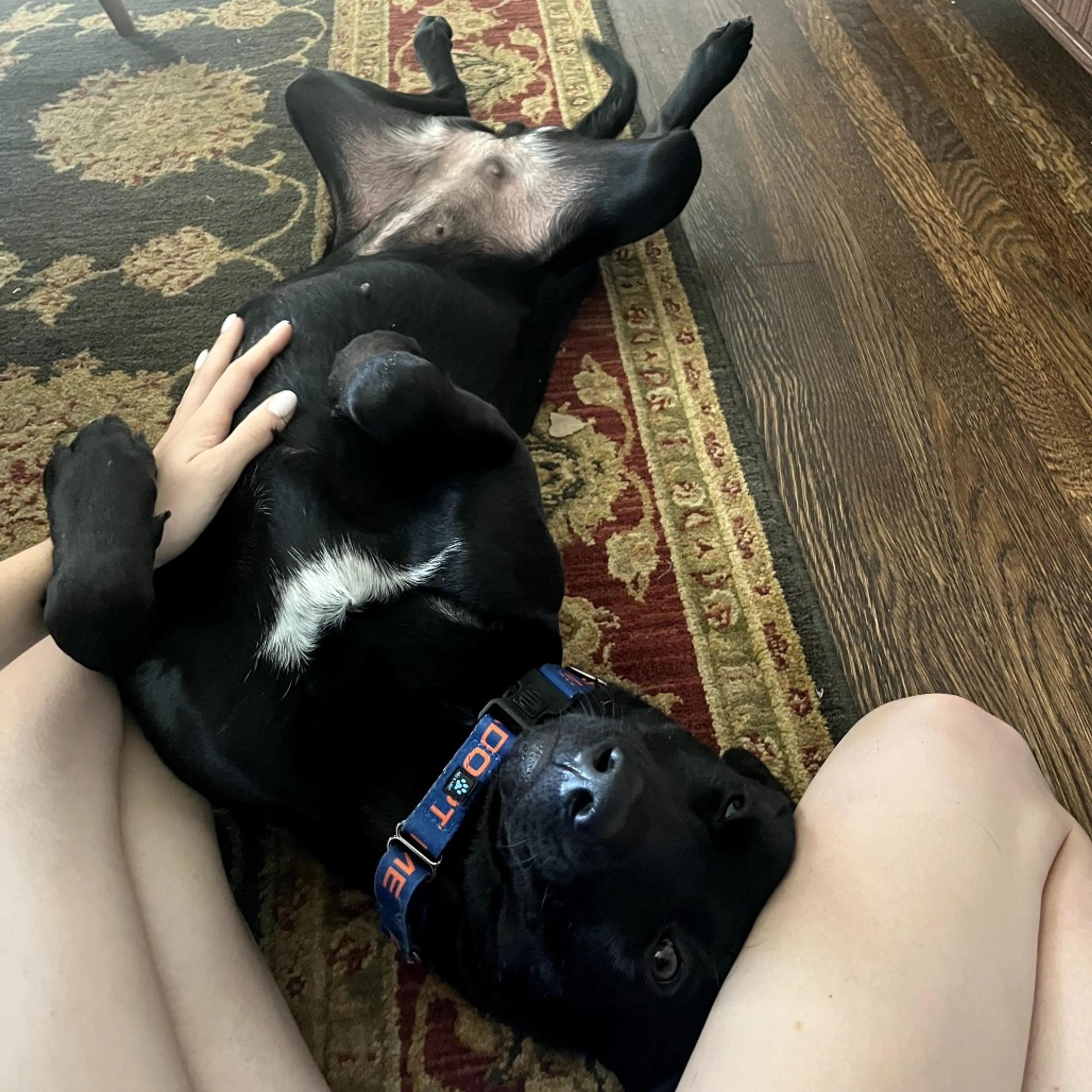 Found pet-6