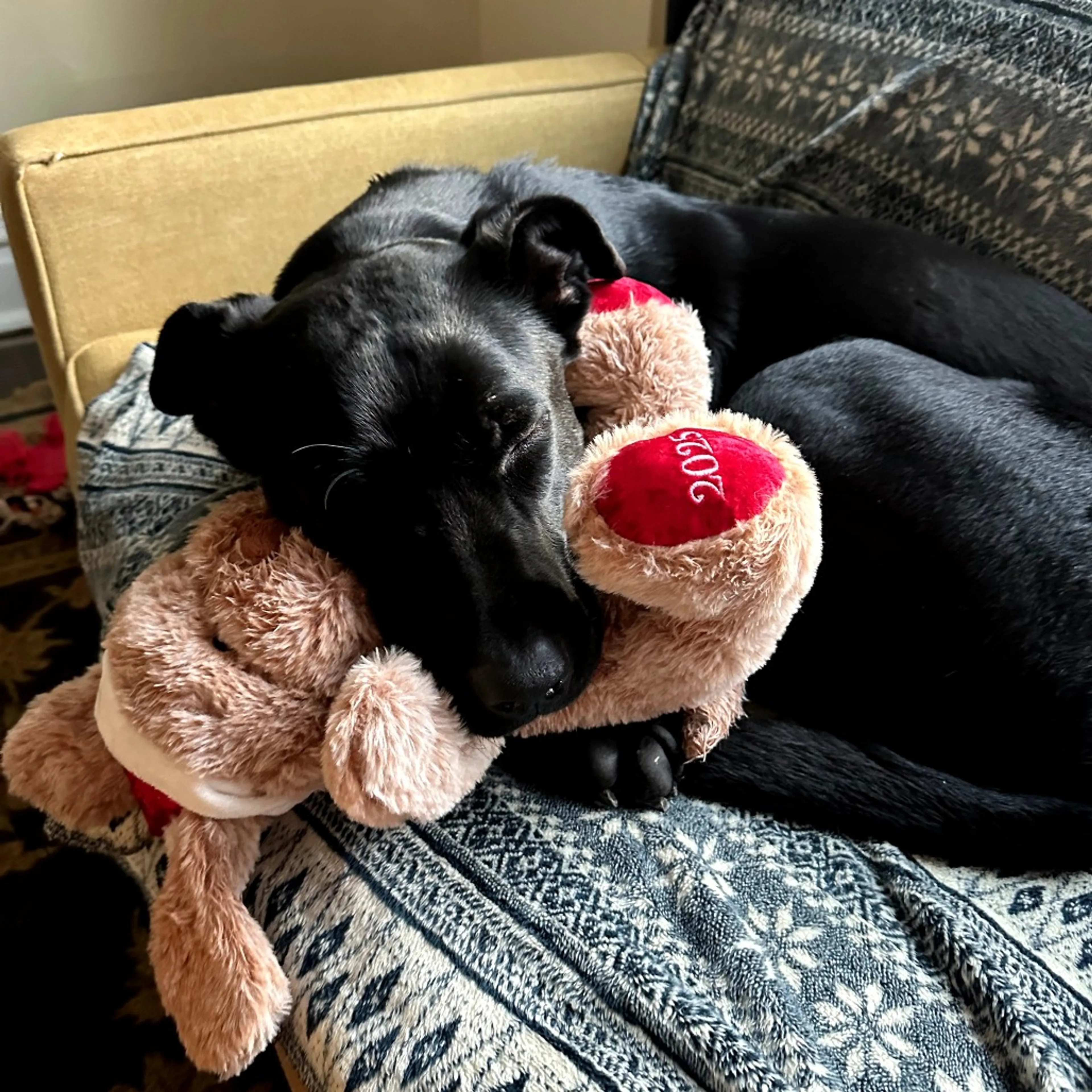 Found pet-16
