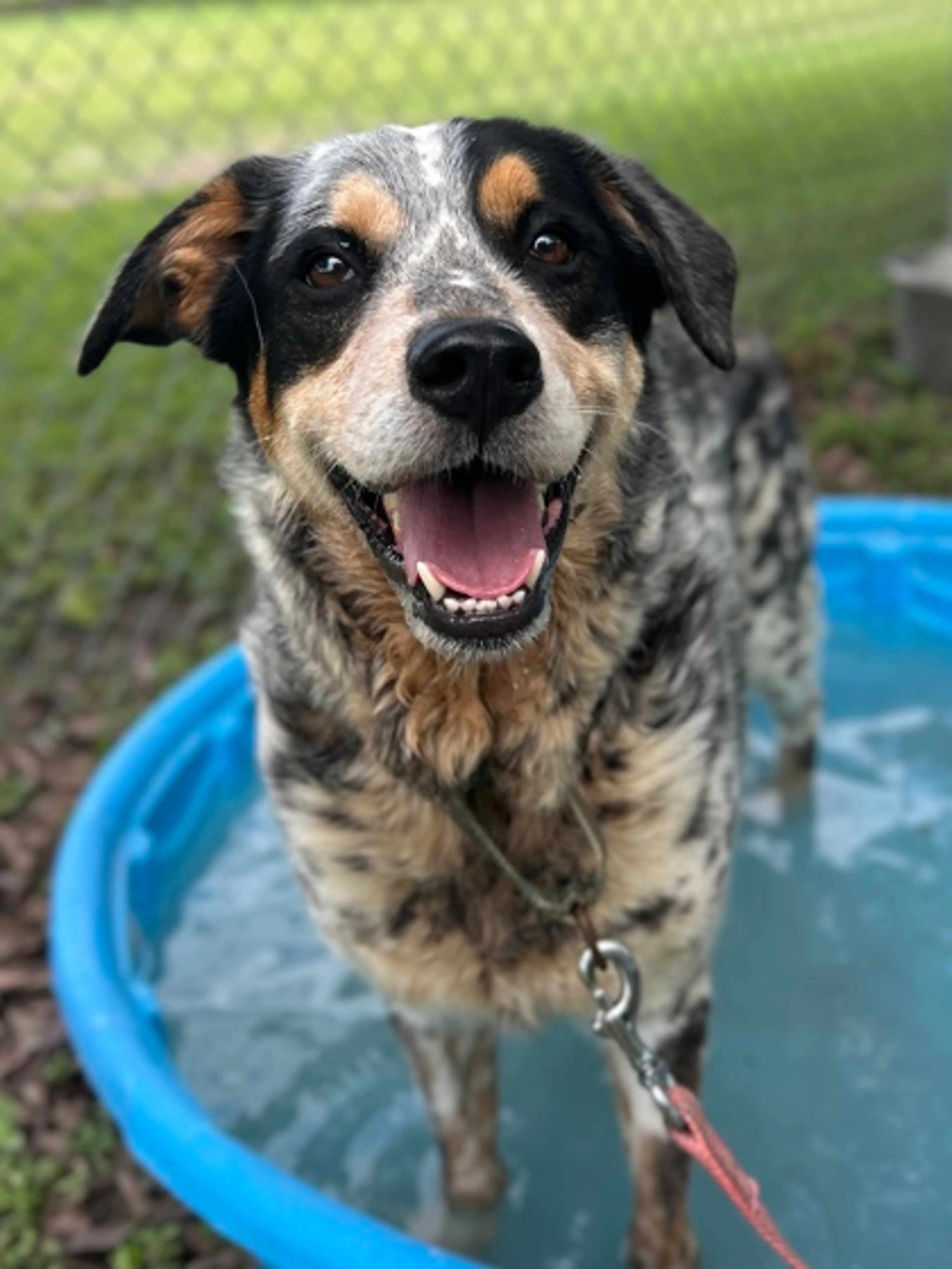 Found pet-1