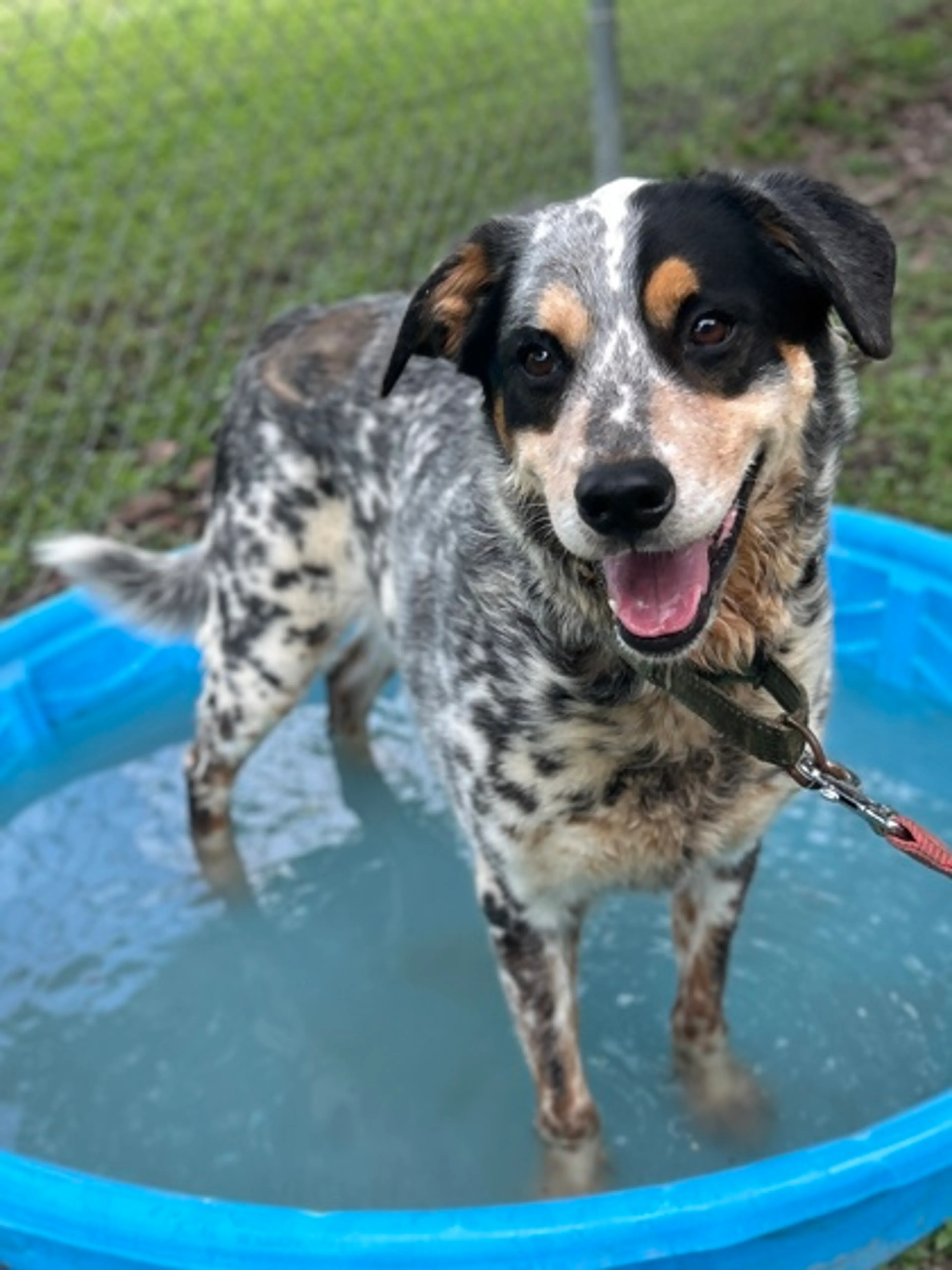 Found pet-2