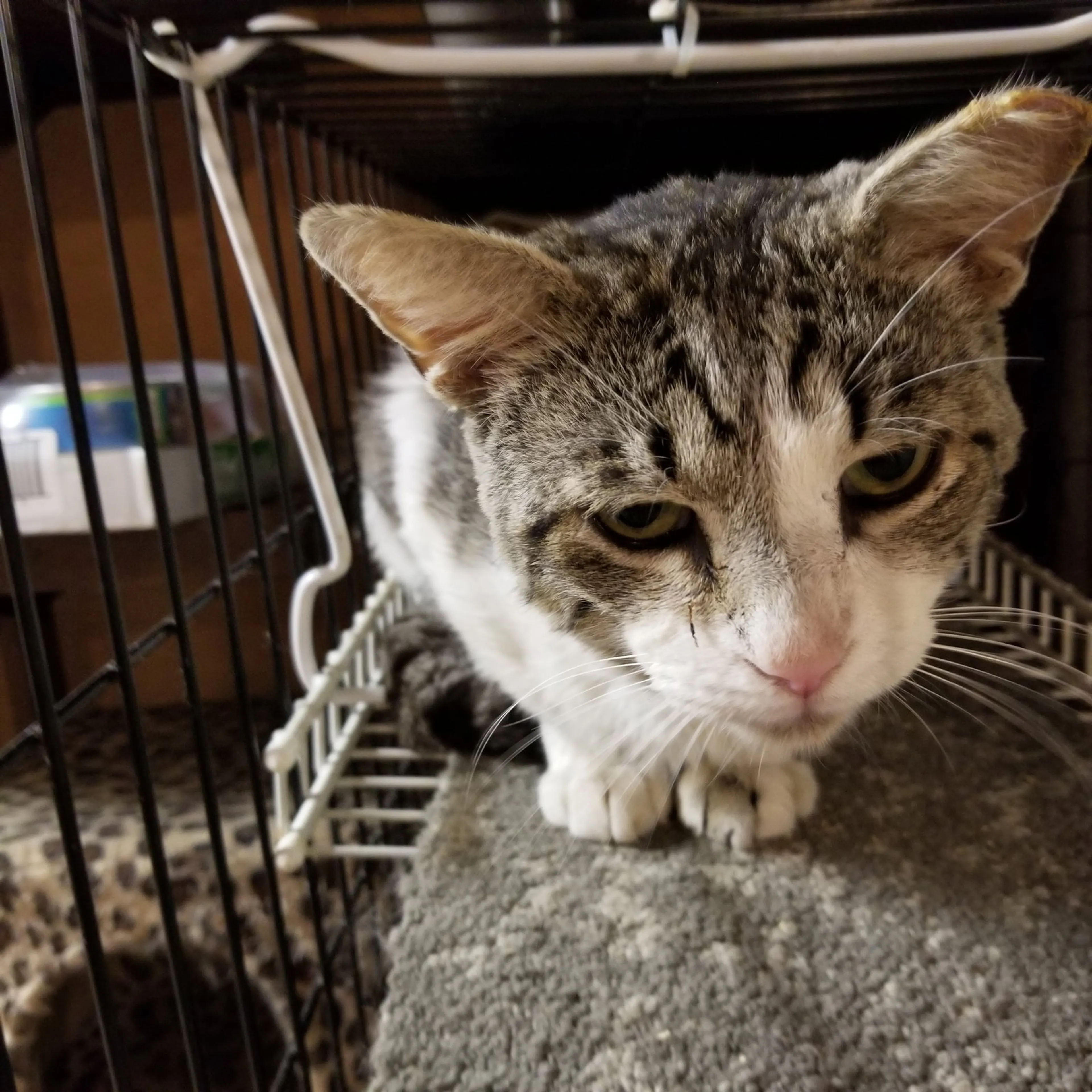 Found pet-0