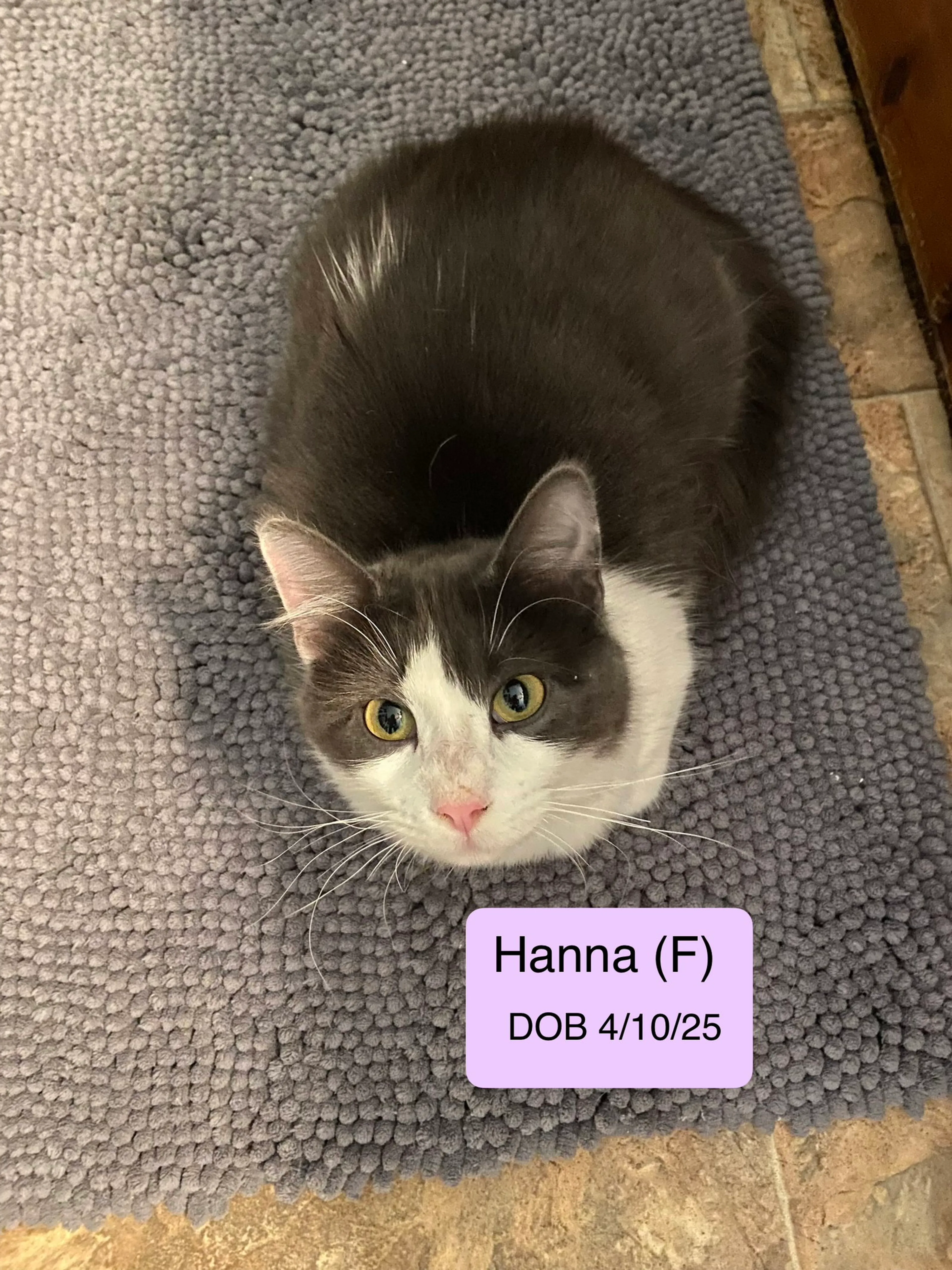 Found pet