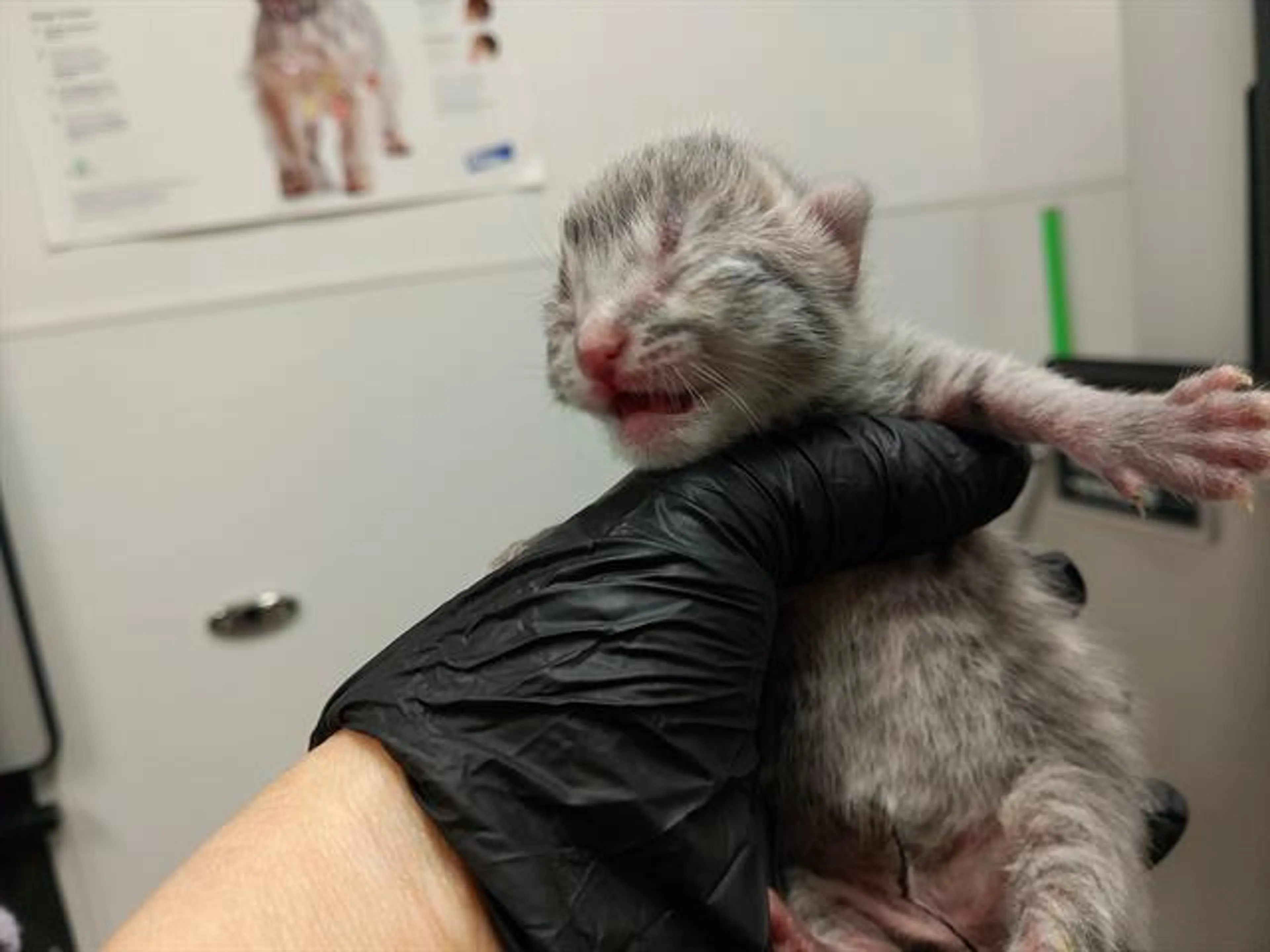 Found pet