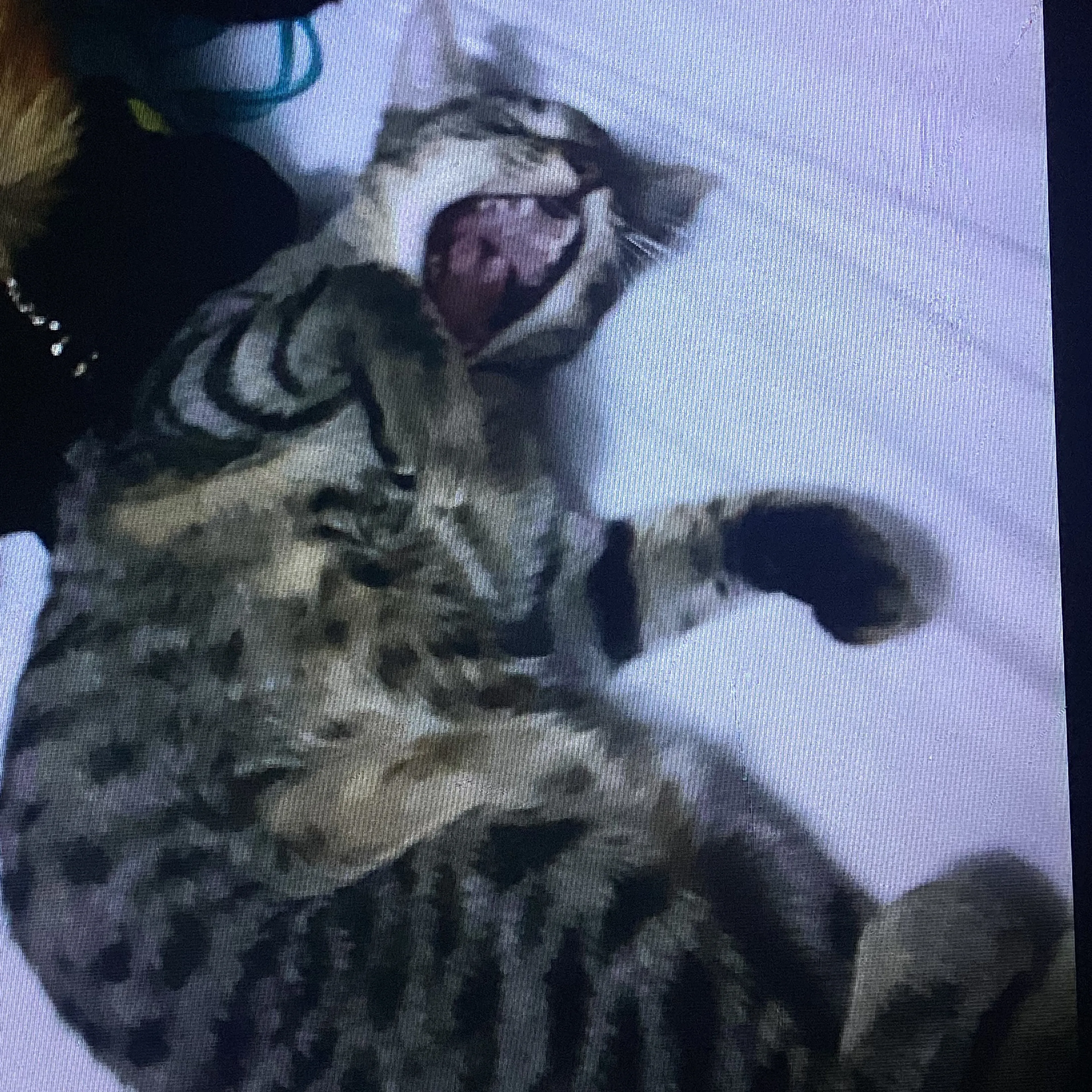 Lost pet-1
