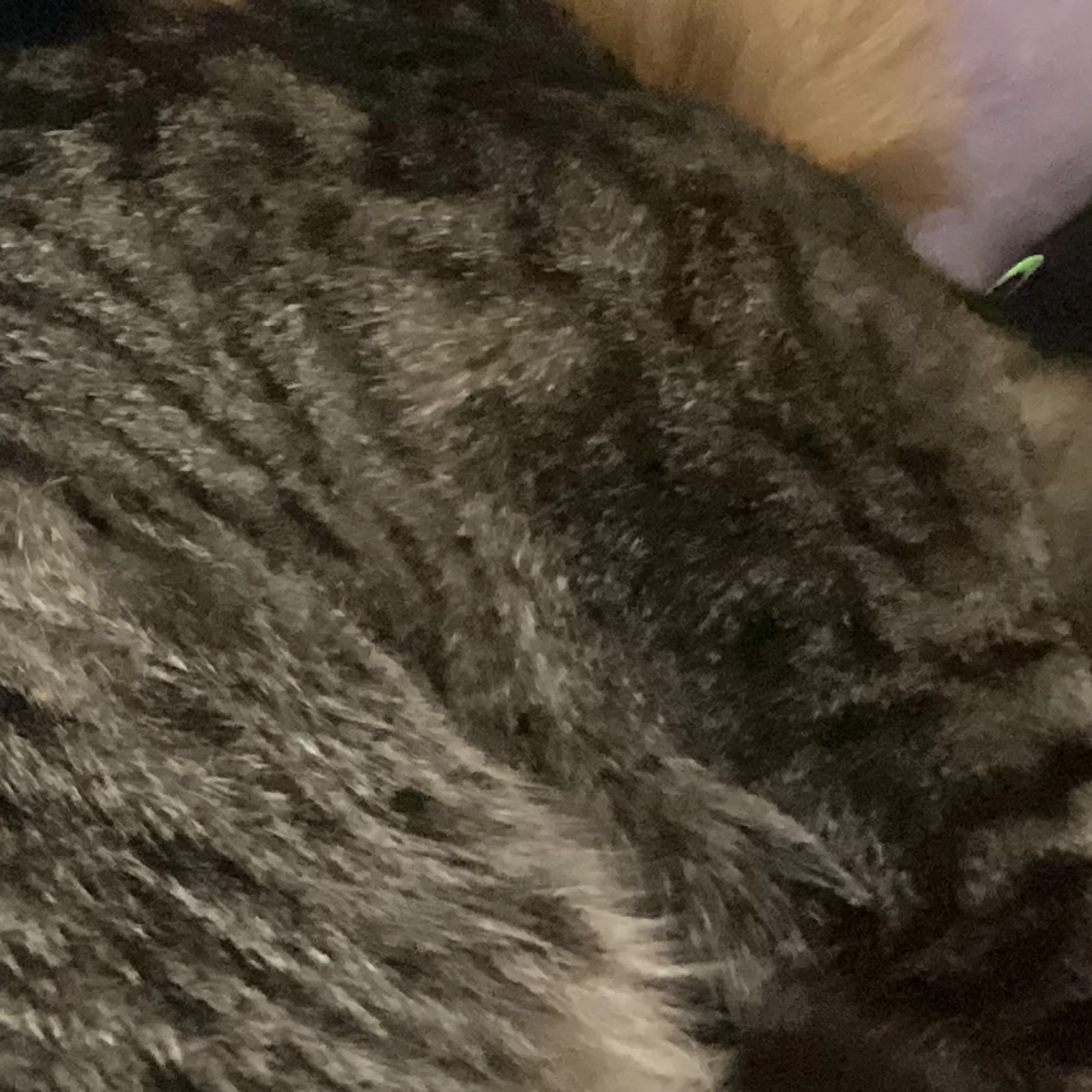 Lost pet-3