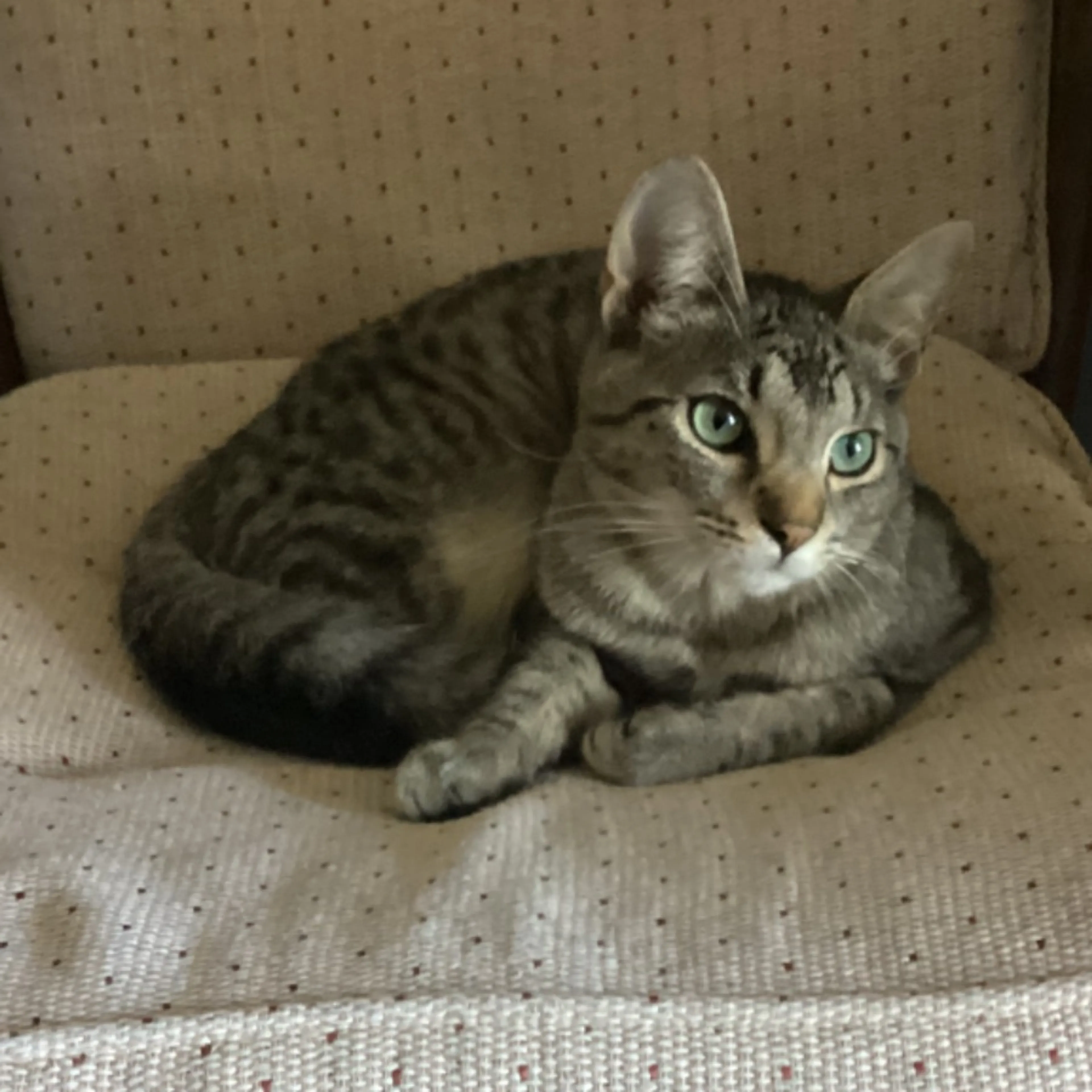Lost pet-0