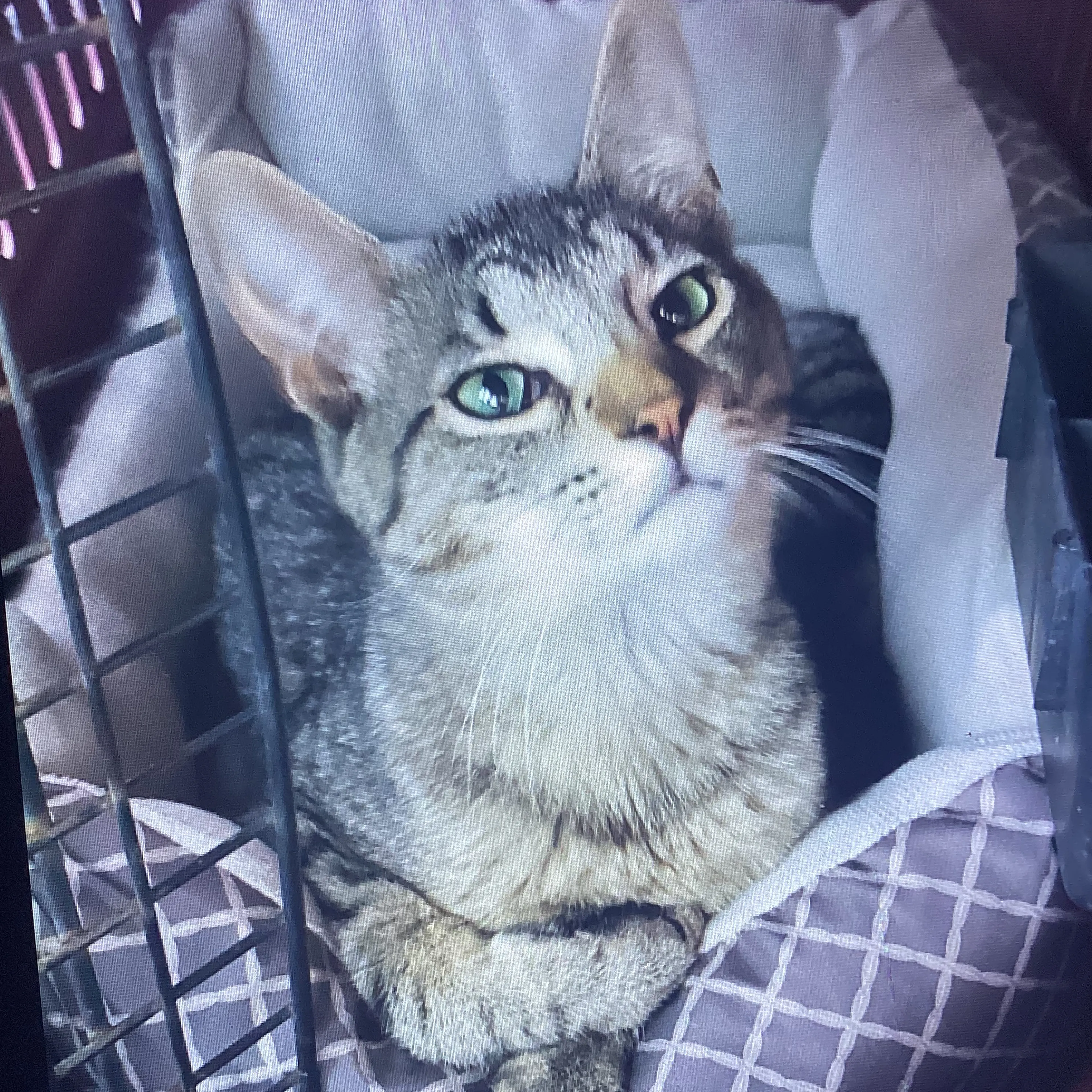Lost pet-2
