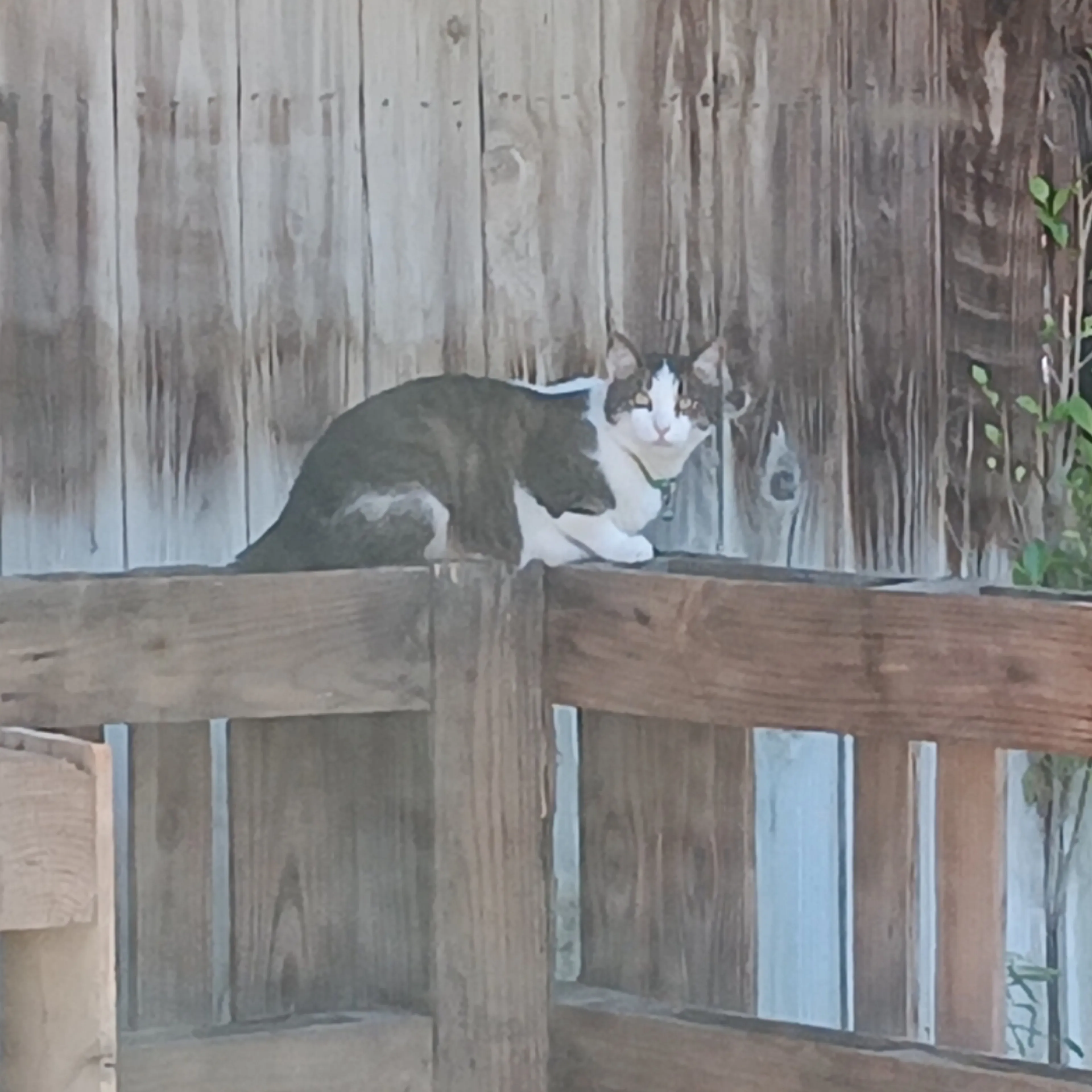 Lost pet-2