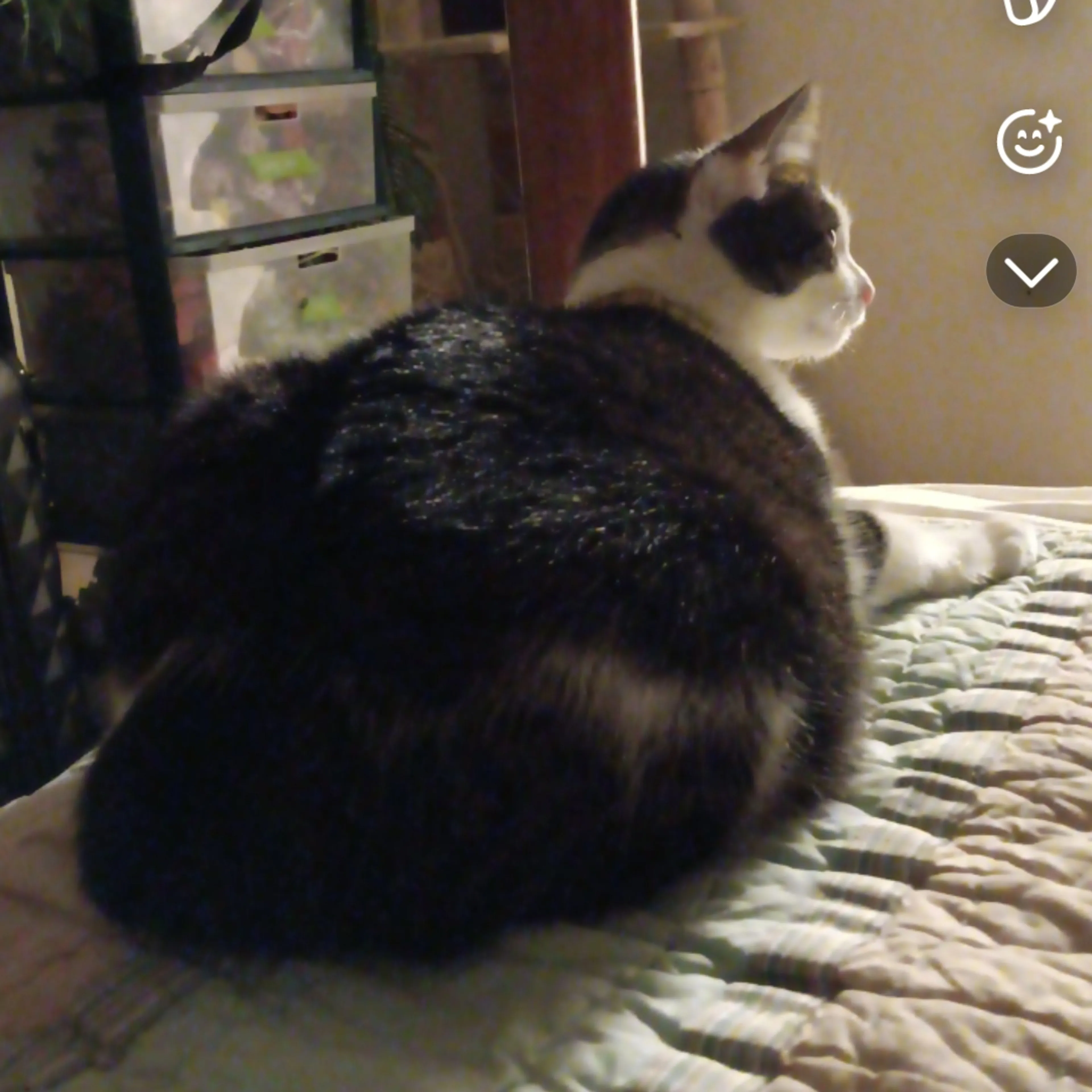 Lost pet-1