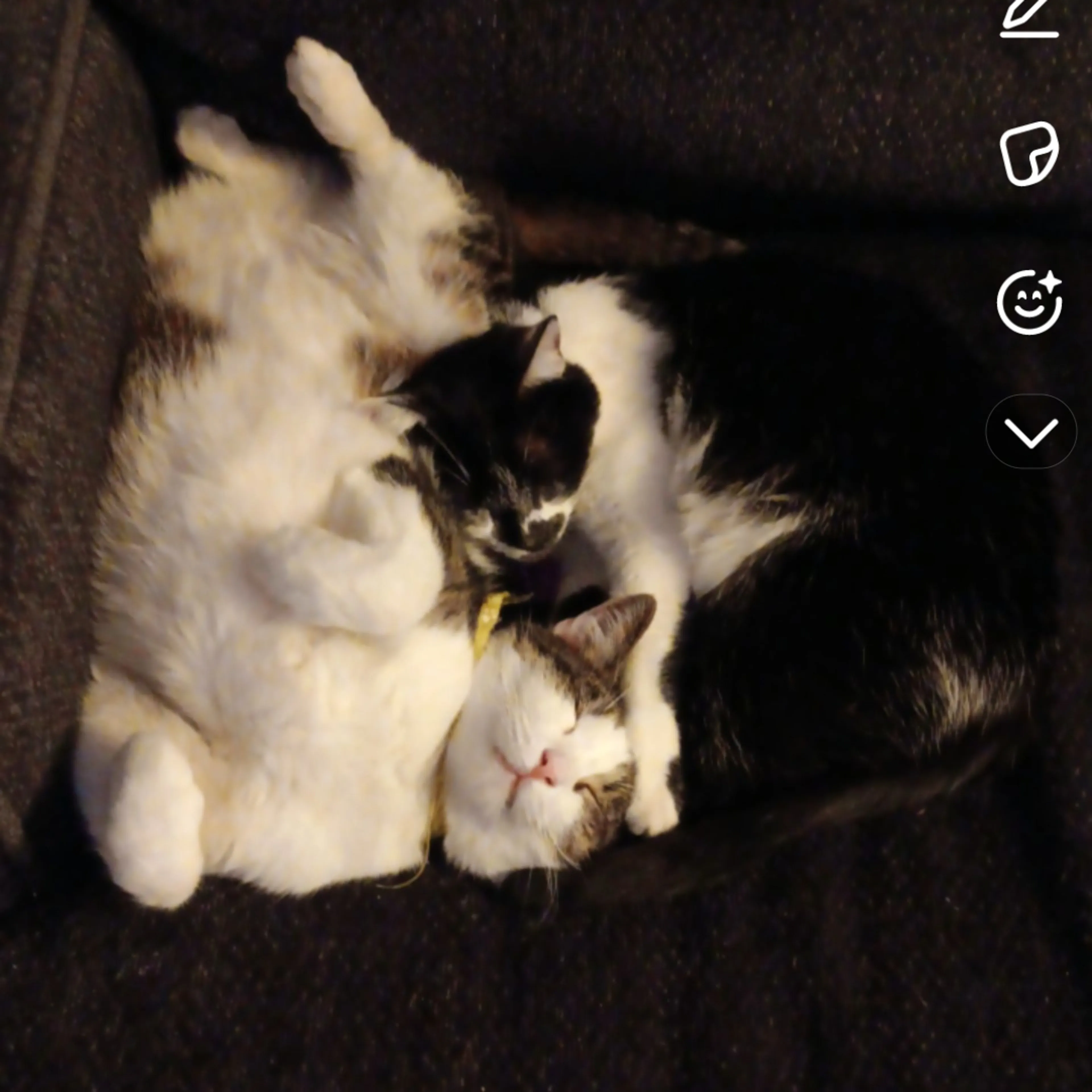 Lost pet-3