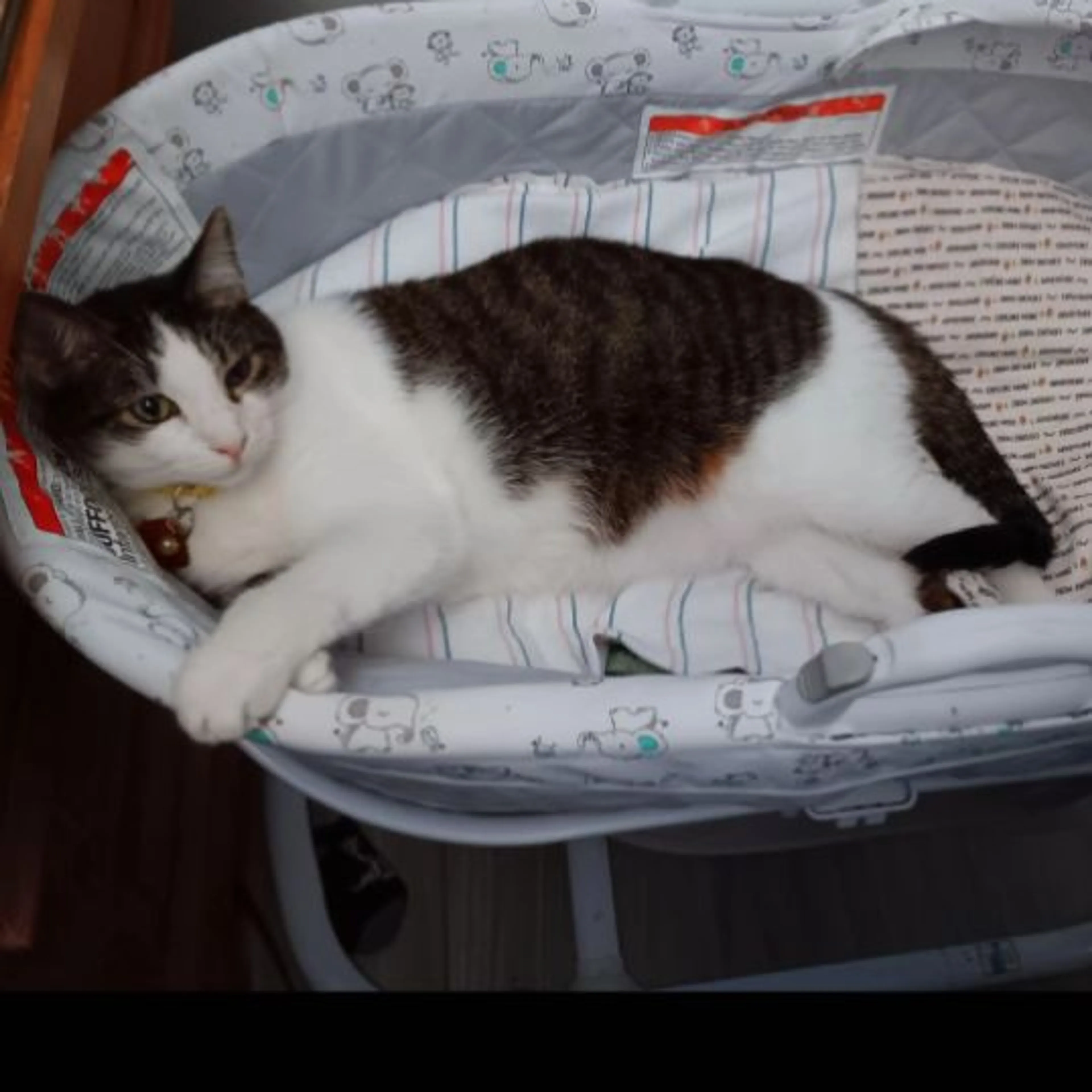 Lost pet-0