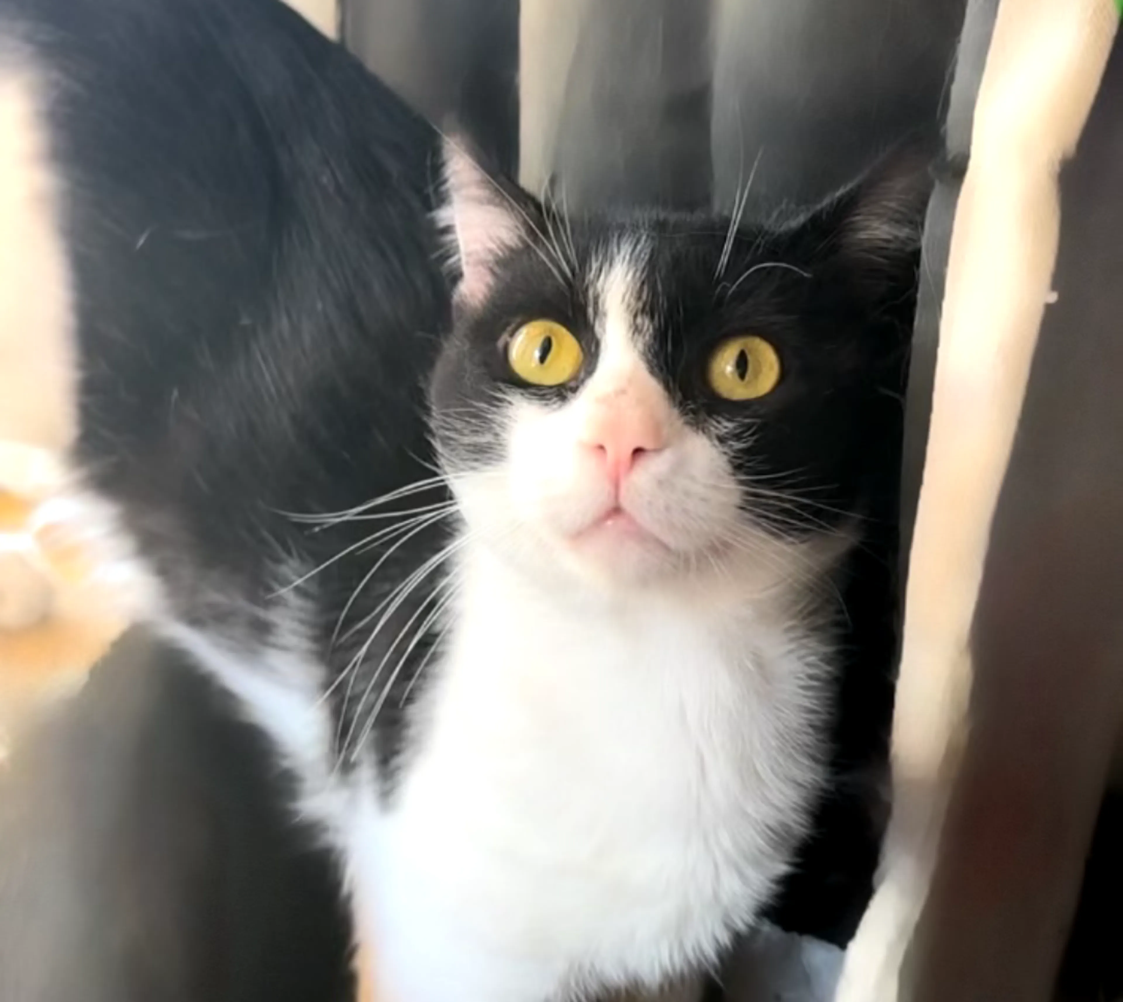 Found pet-0