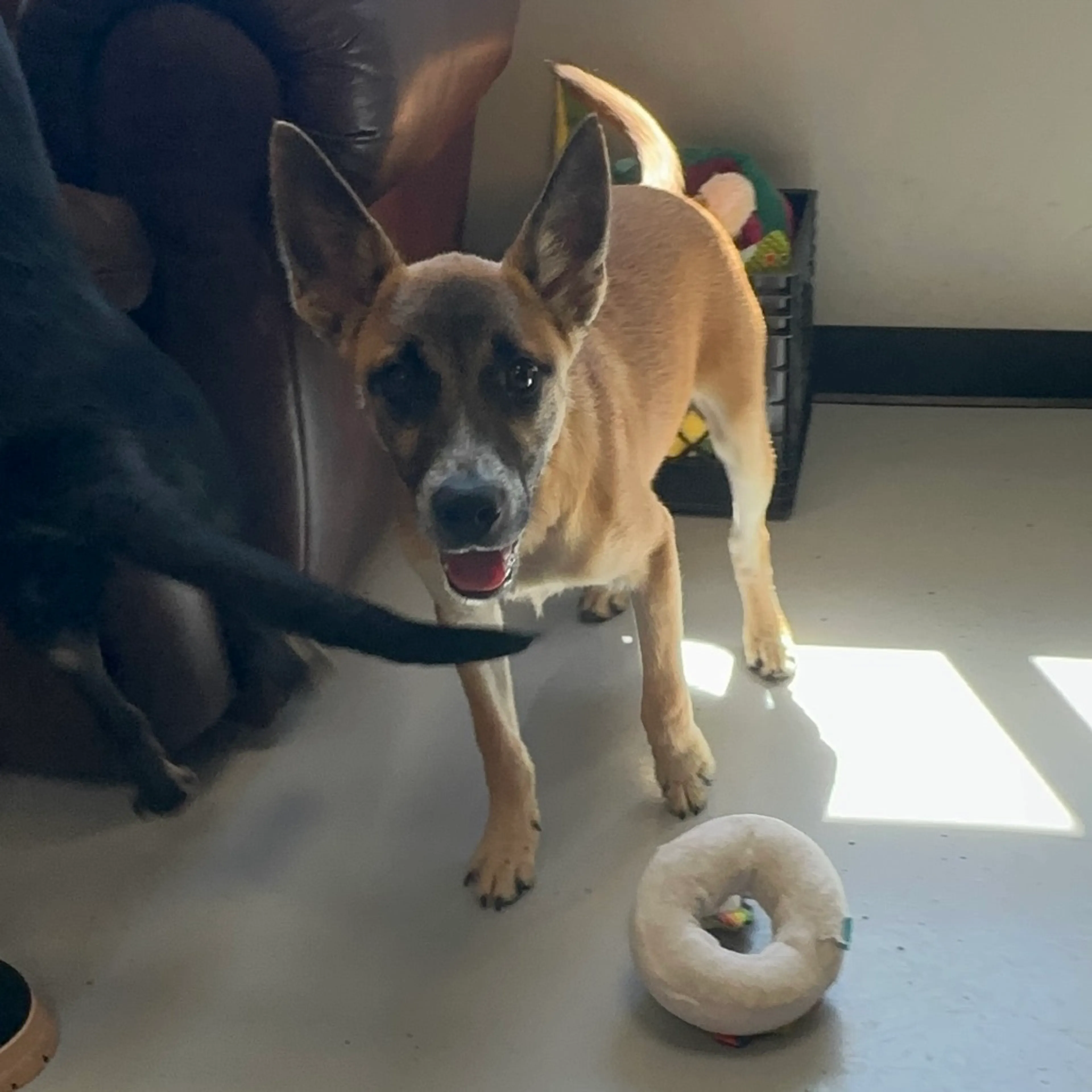 Found pet-4