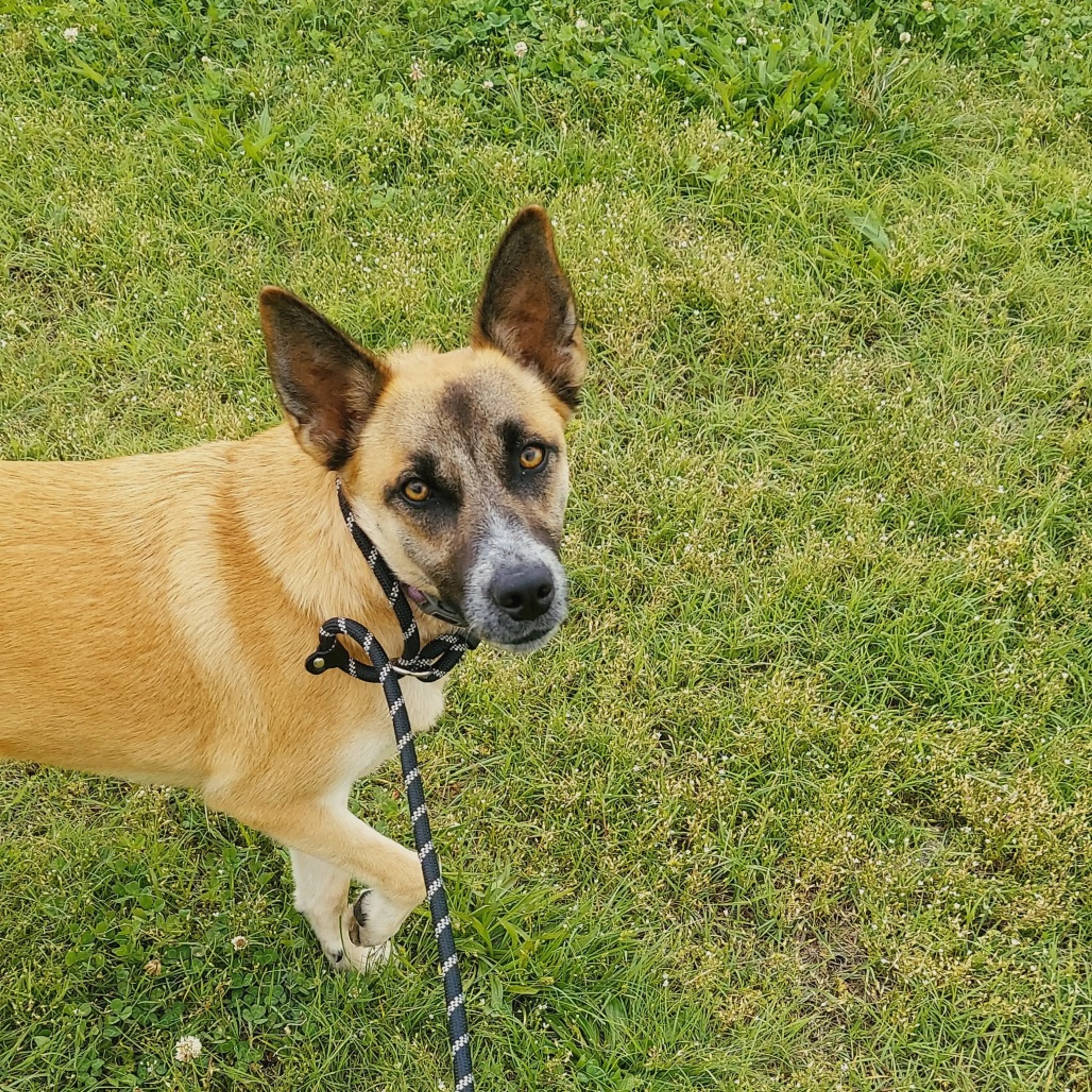 Found pet-7