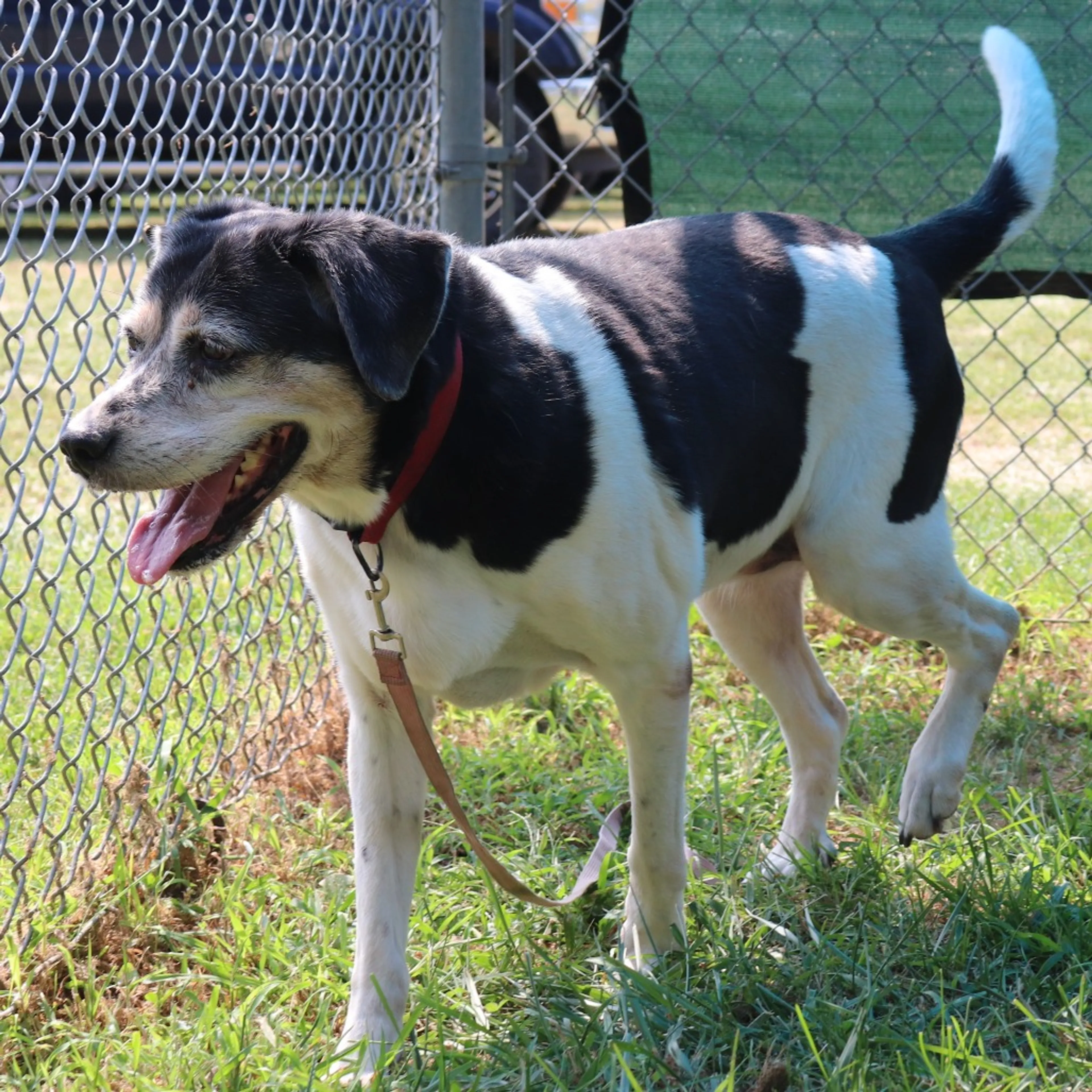 Found pet-1