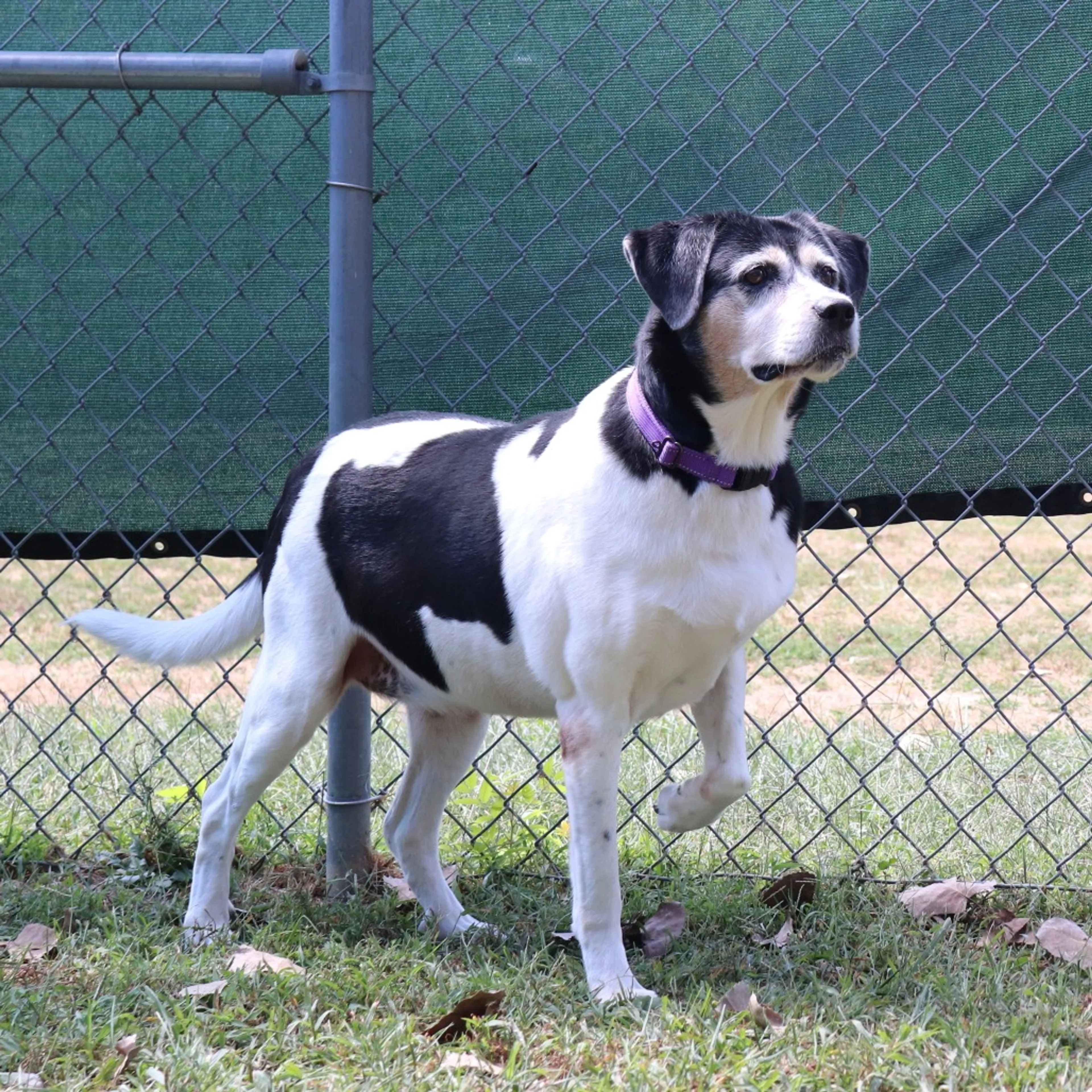 Found pet-5