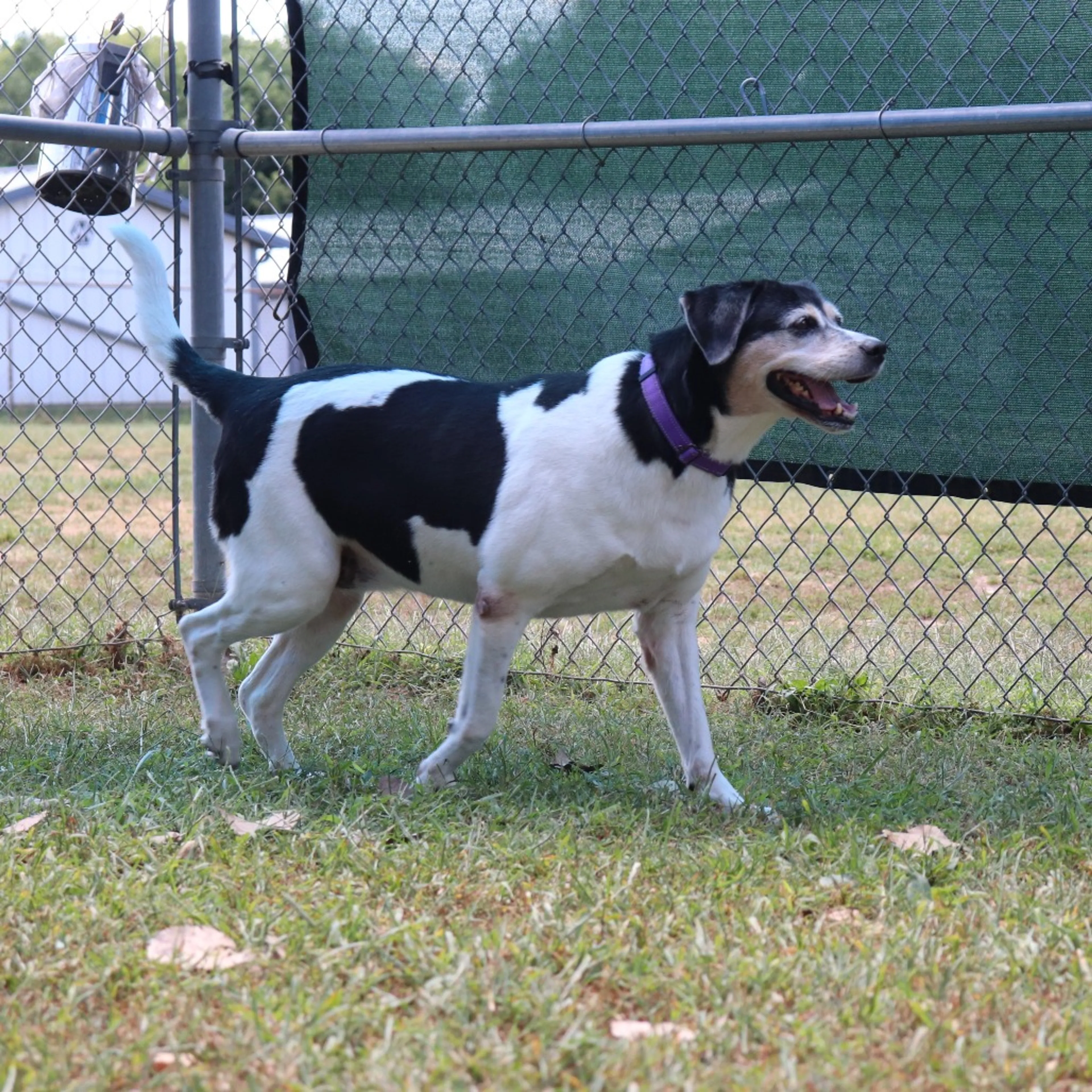 Found pet-3
