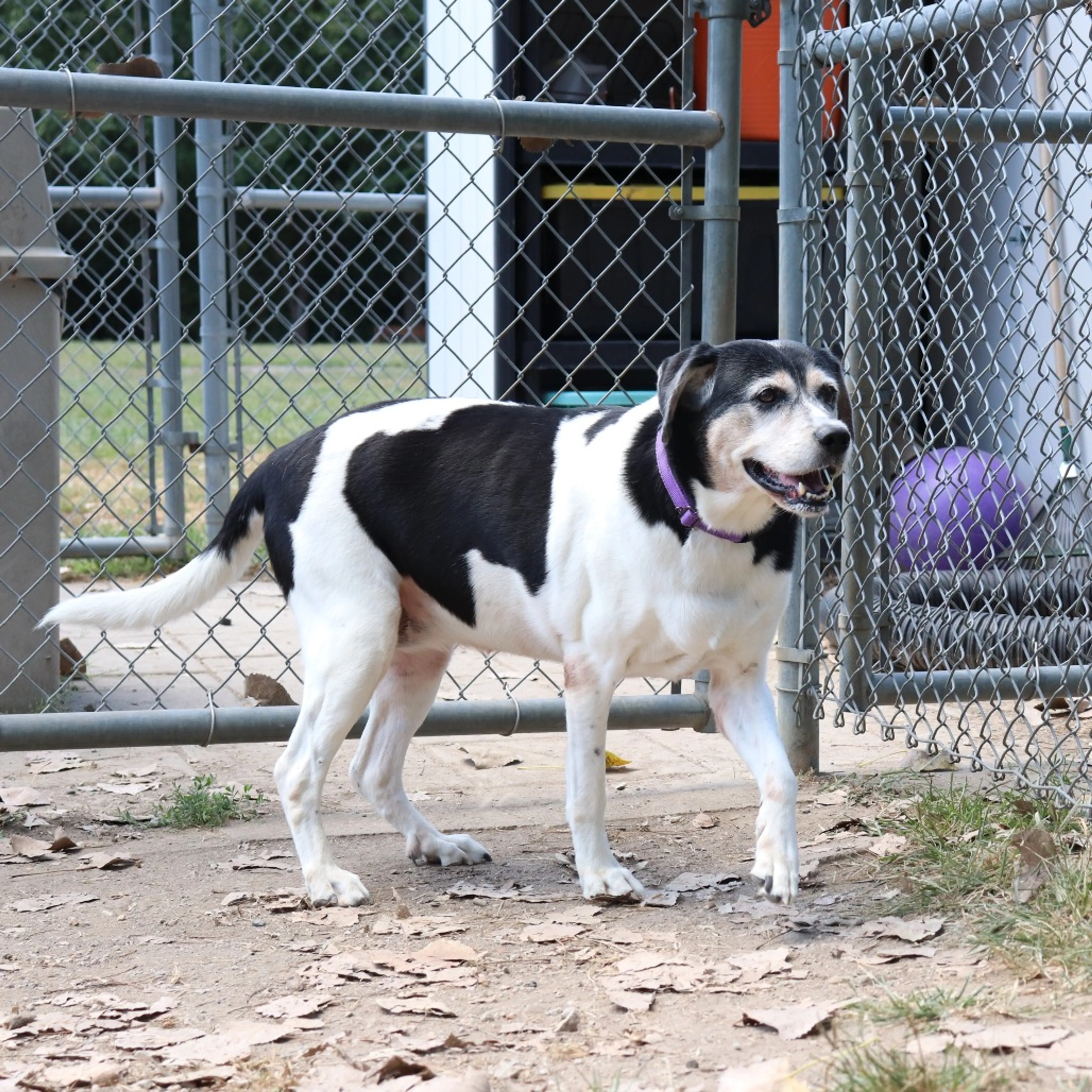 Found pet-2
