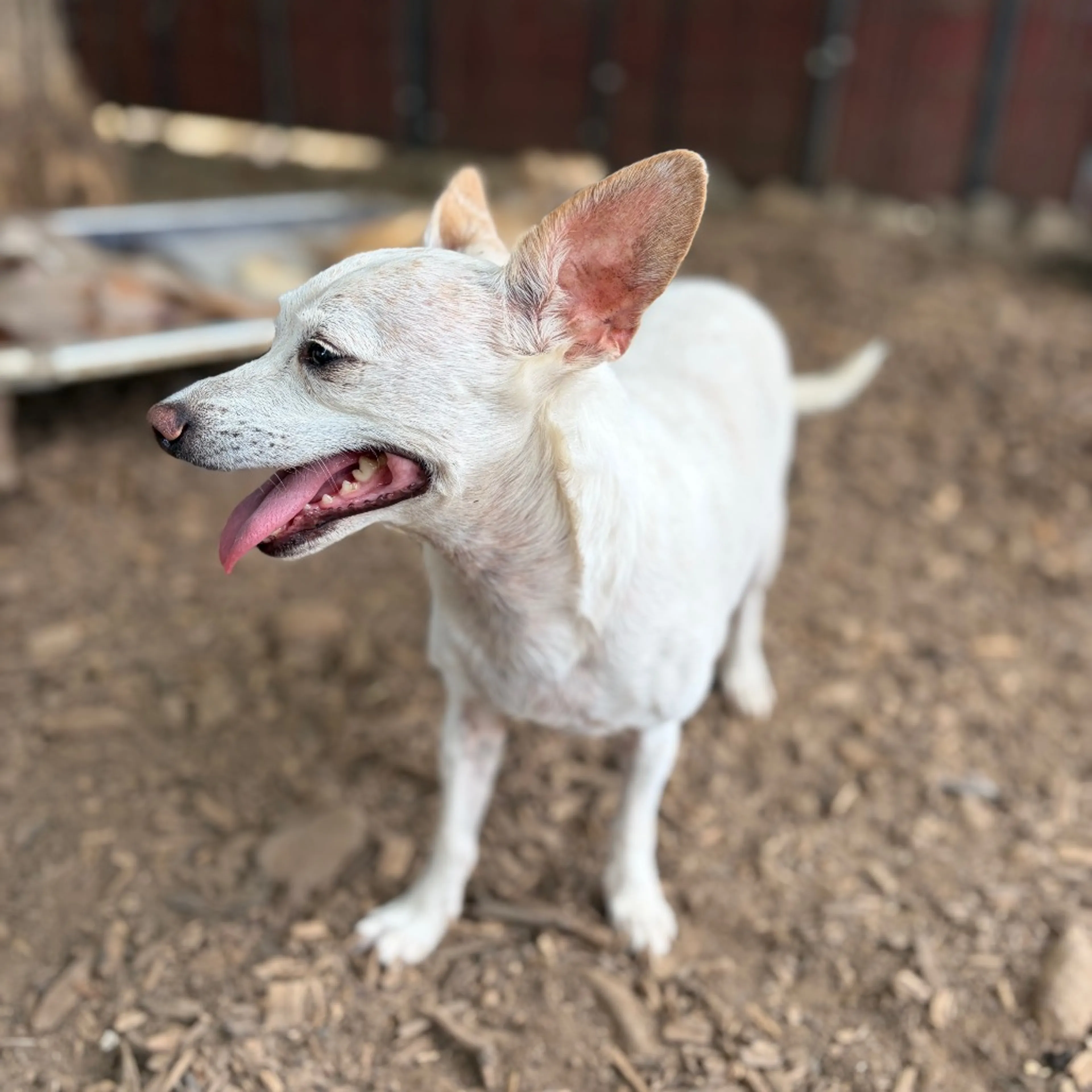 cdn image