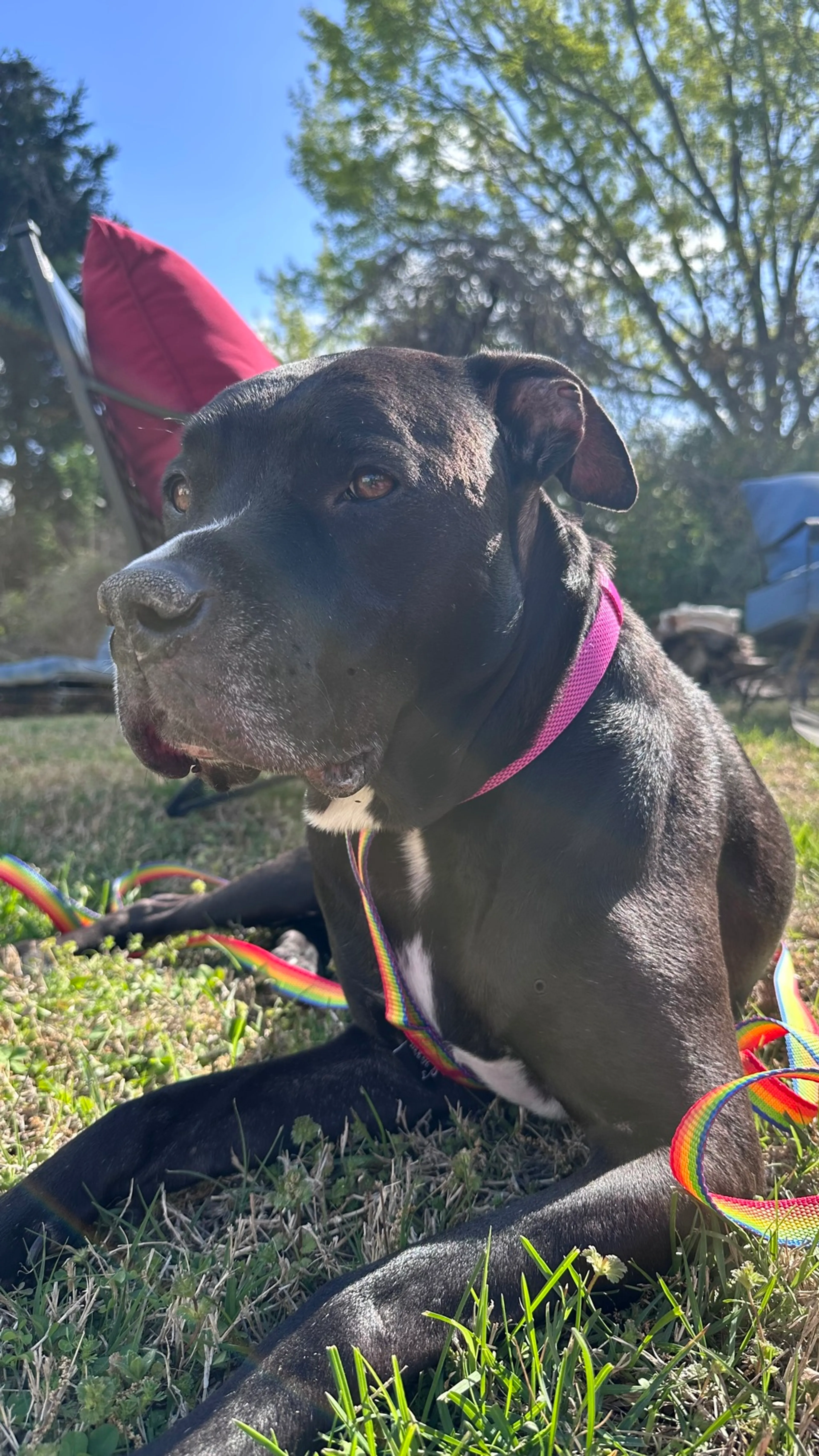 Found pet-1