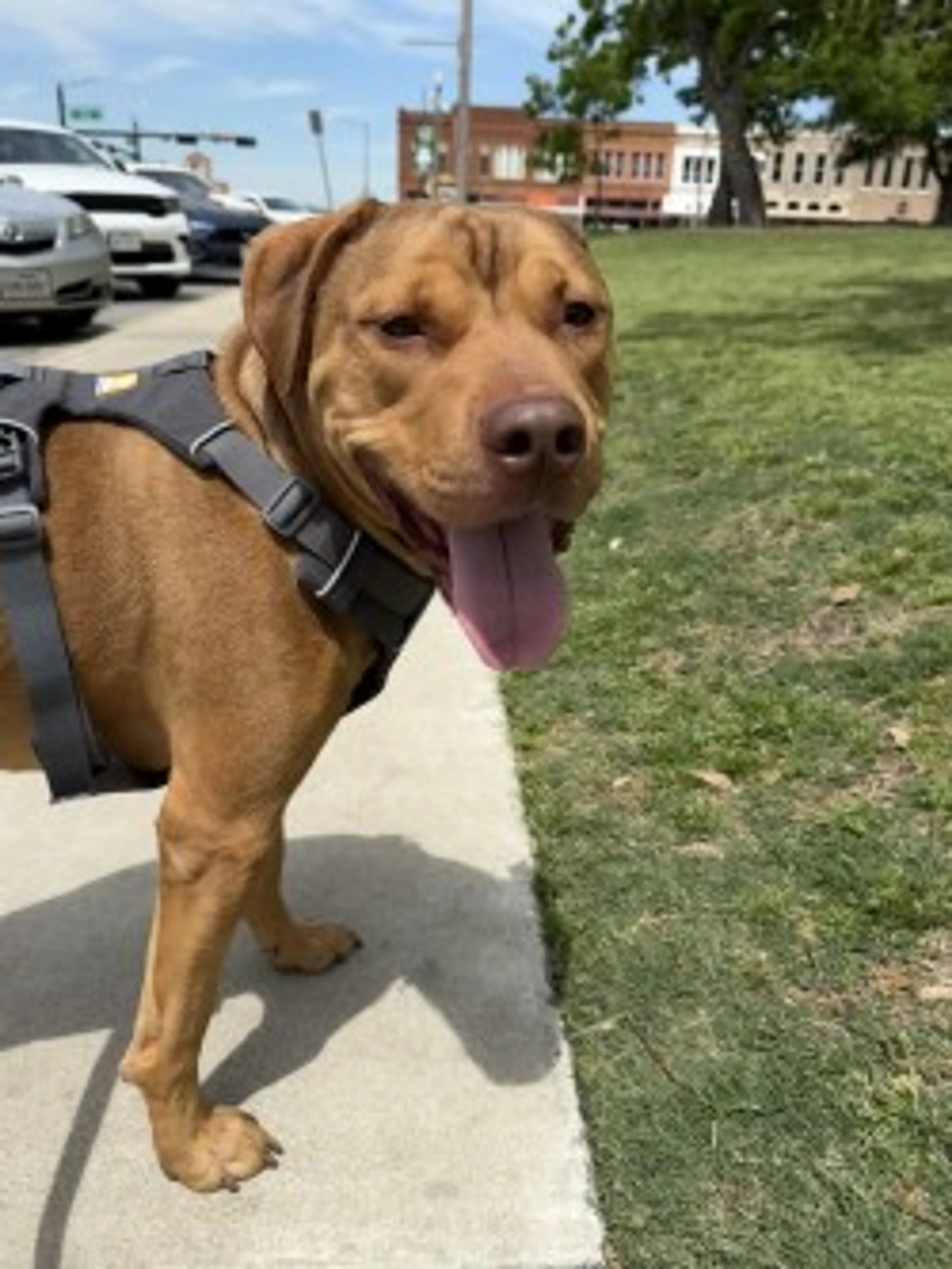 Found pet-2