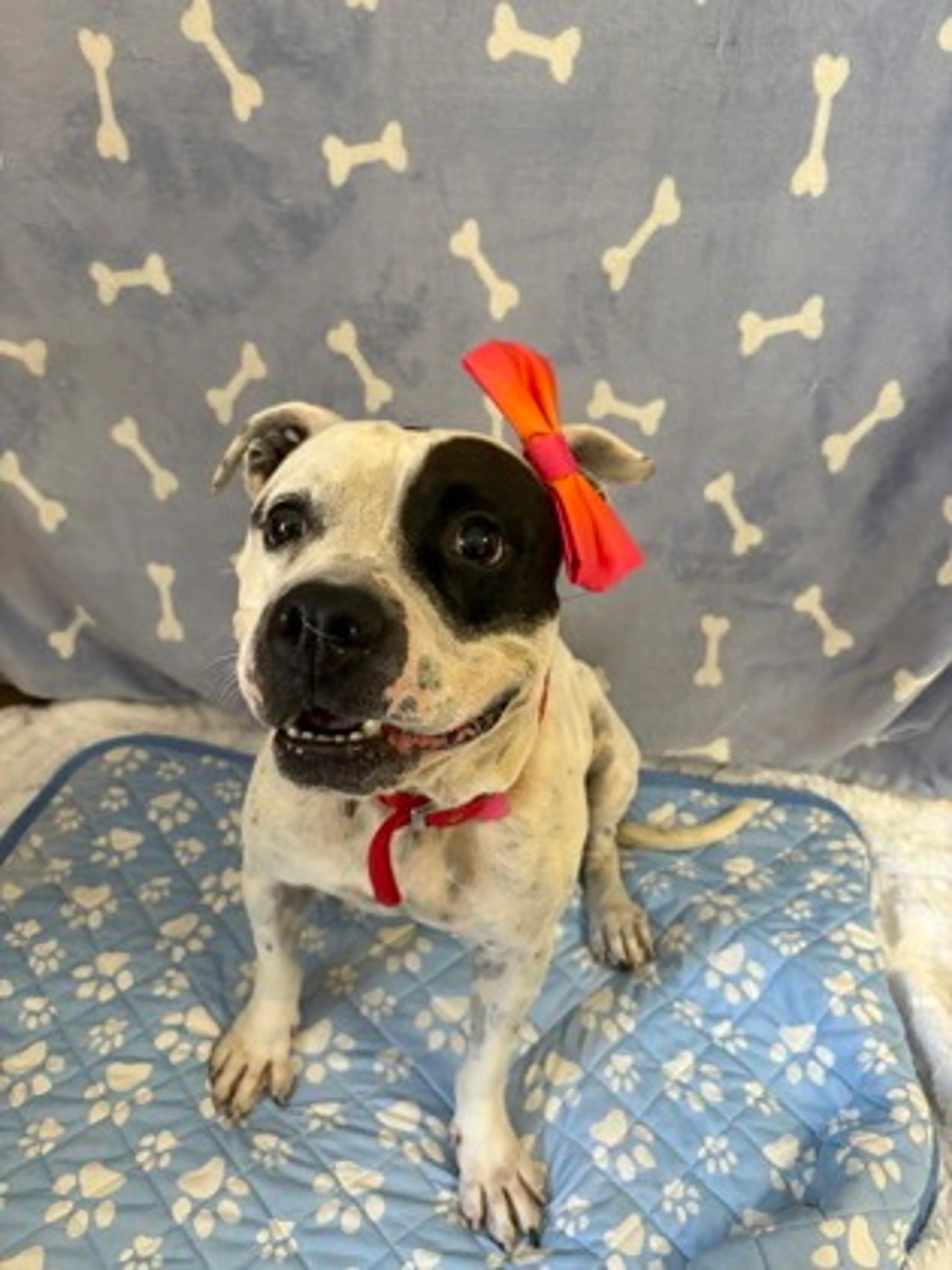 cdn image
