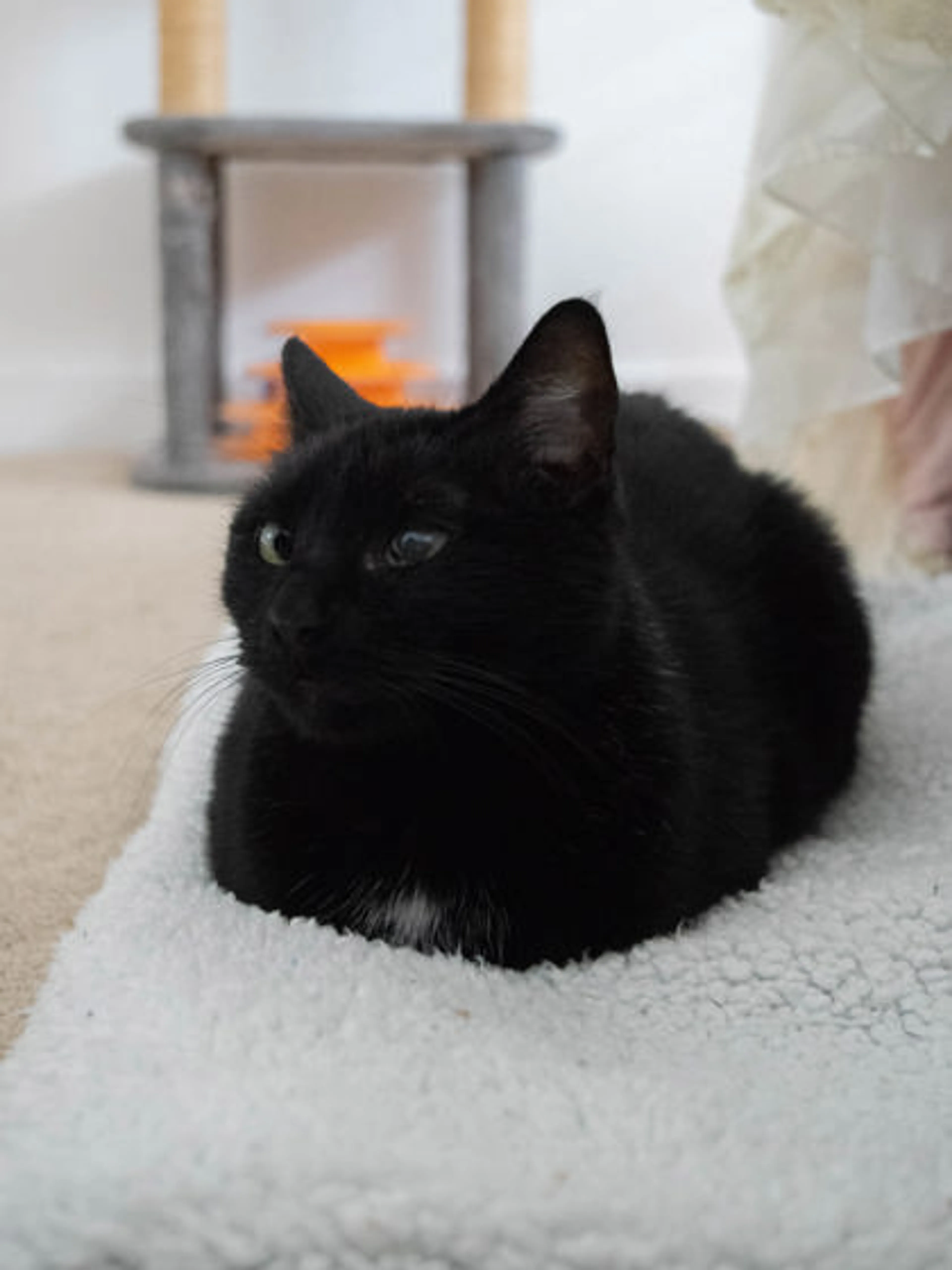 Found pet-1
