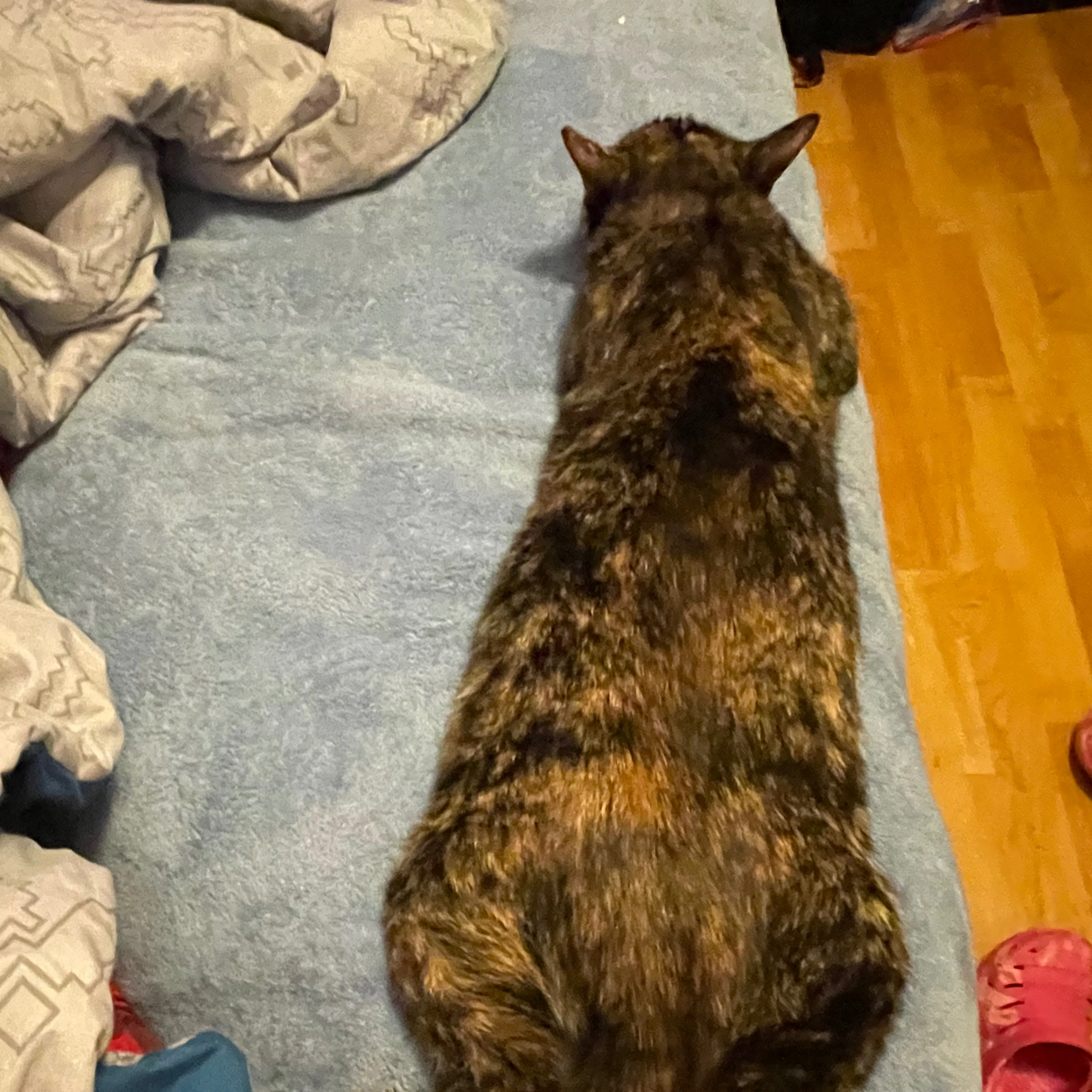 Lost pet-1