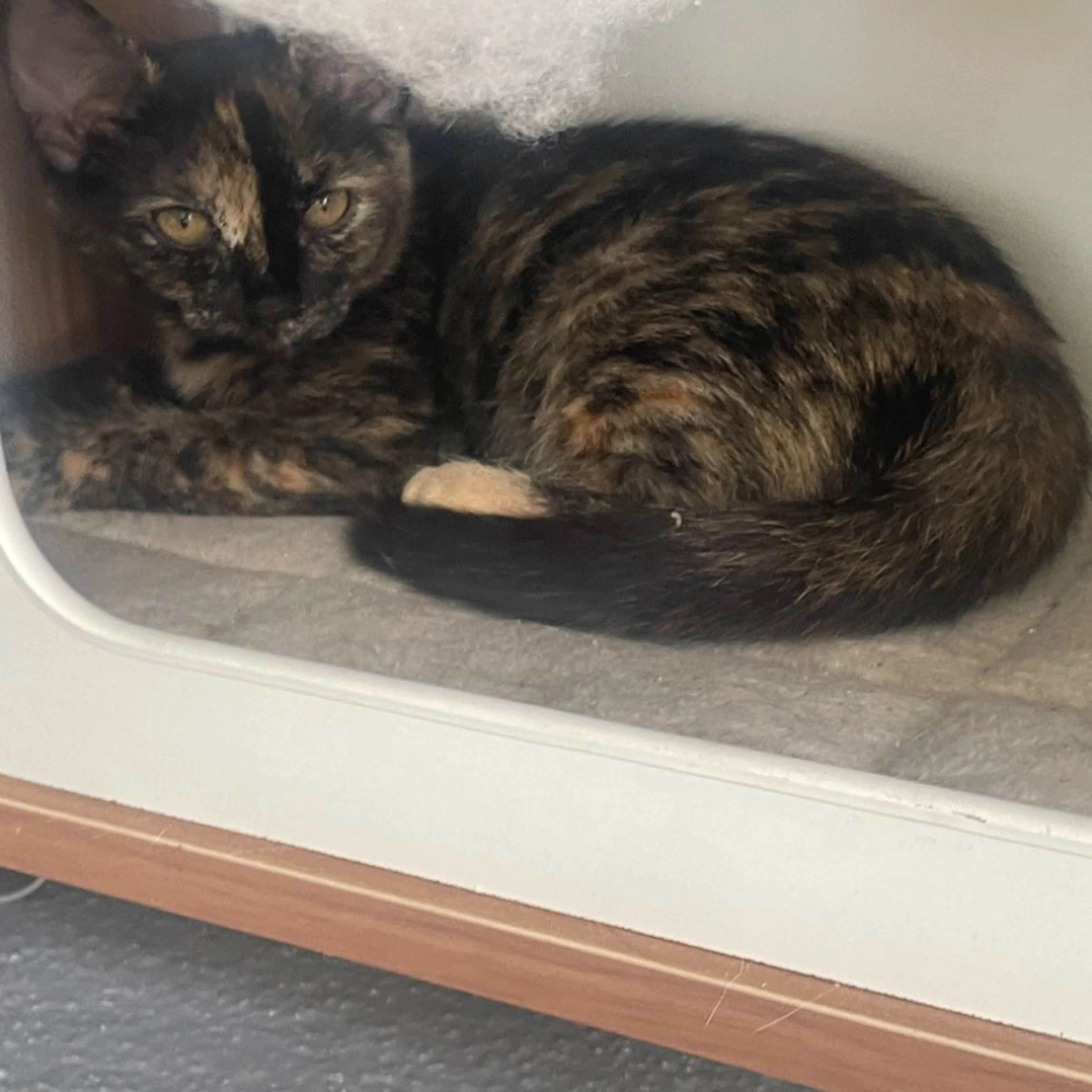 Lost pet-0