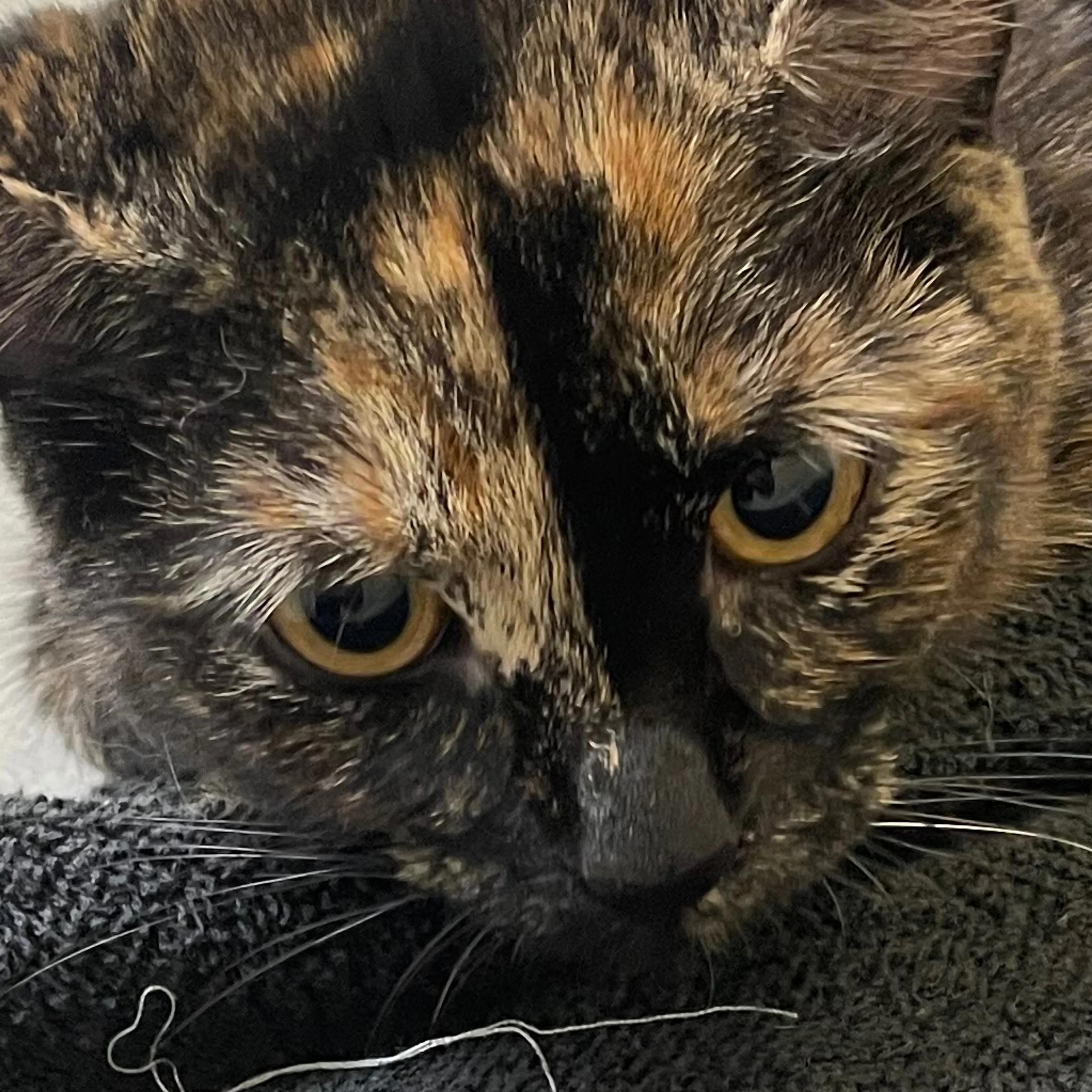 Lost pet-2