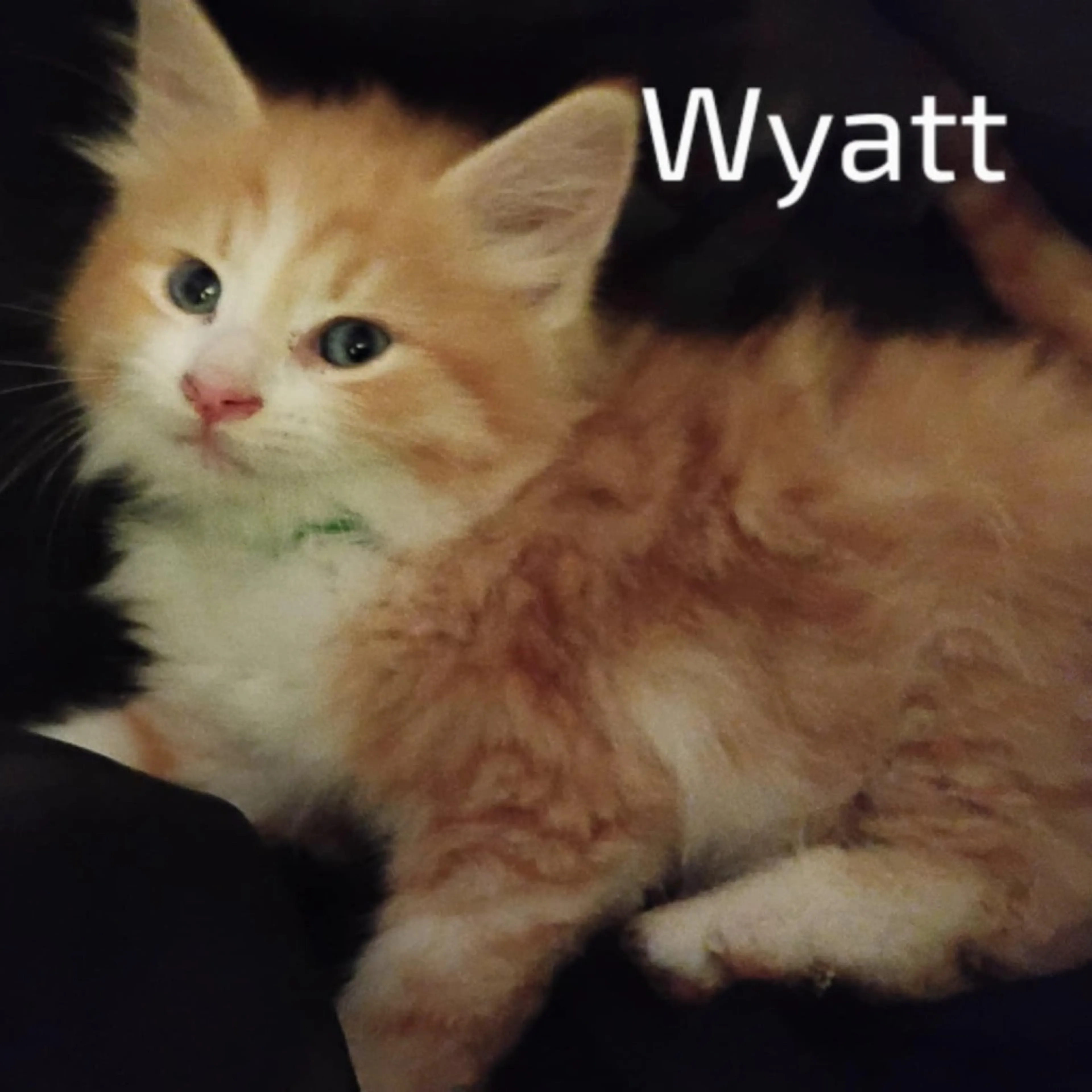 Found pet-0