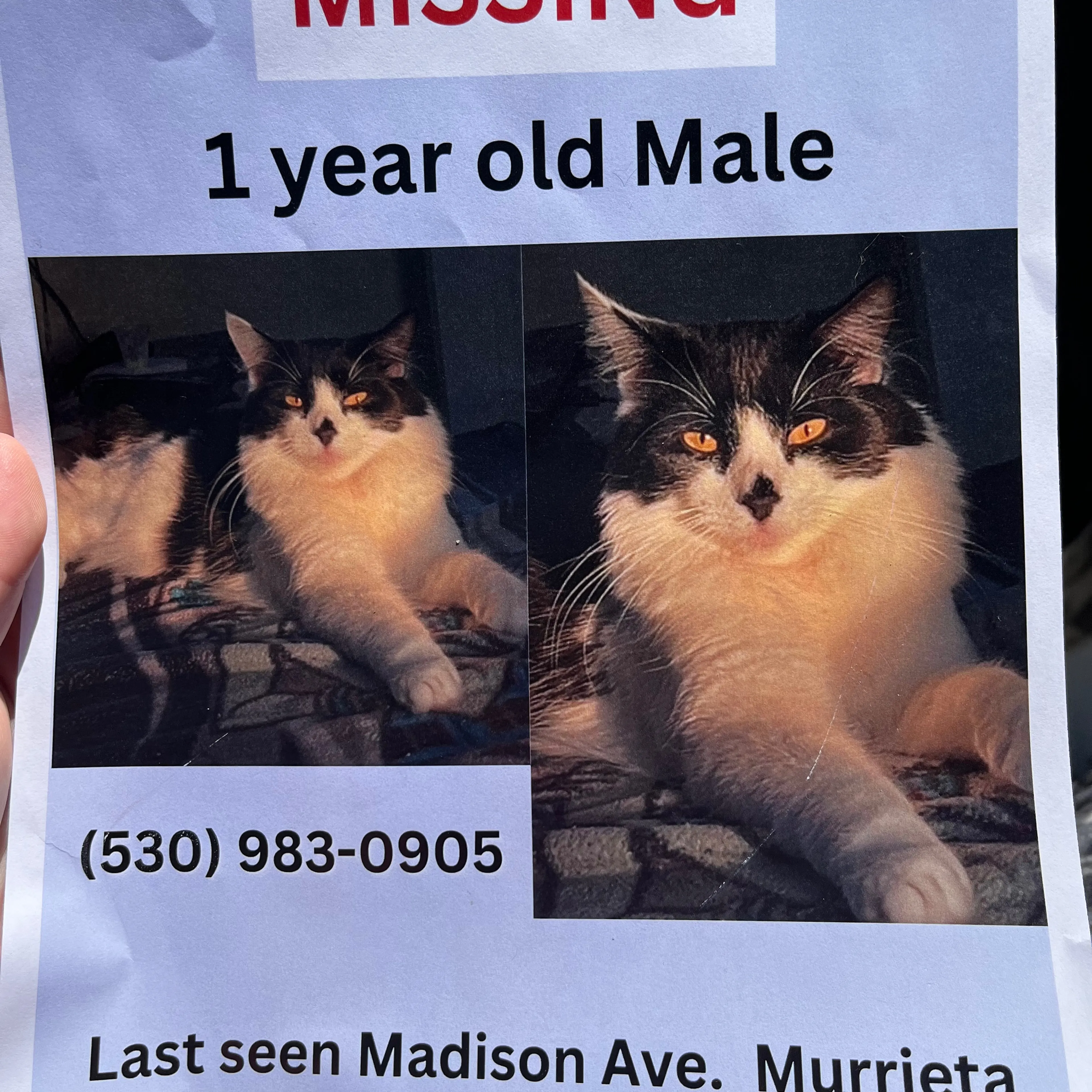 Lost pet-2