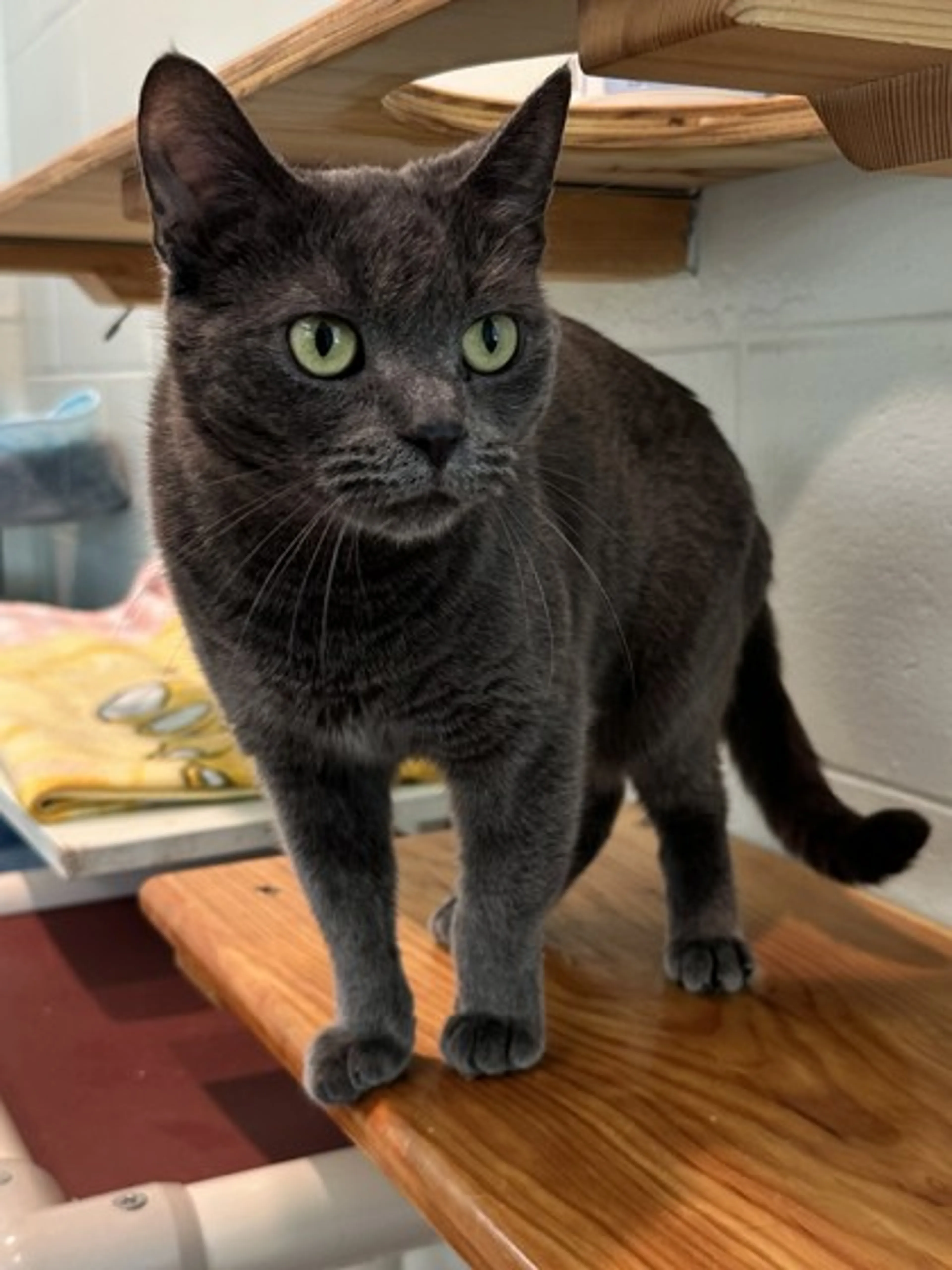 Found pet-1