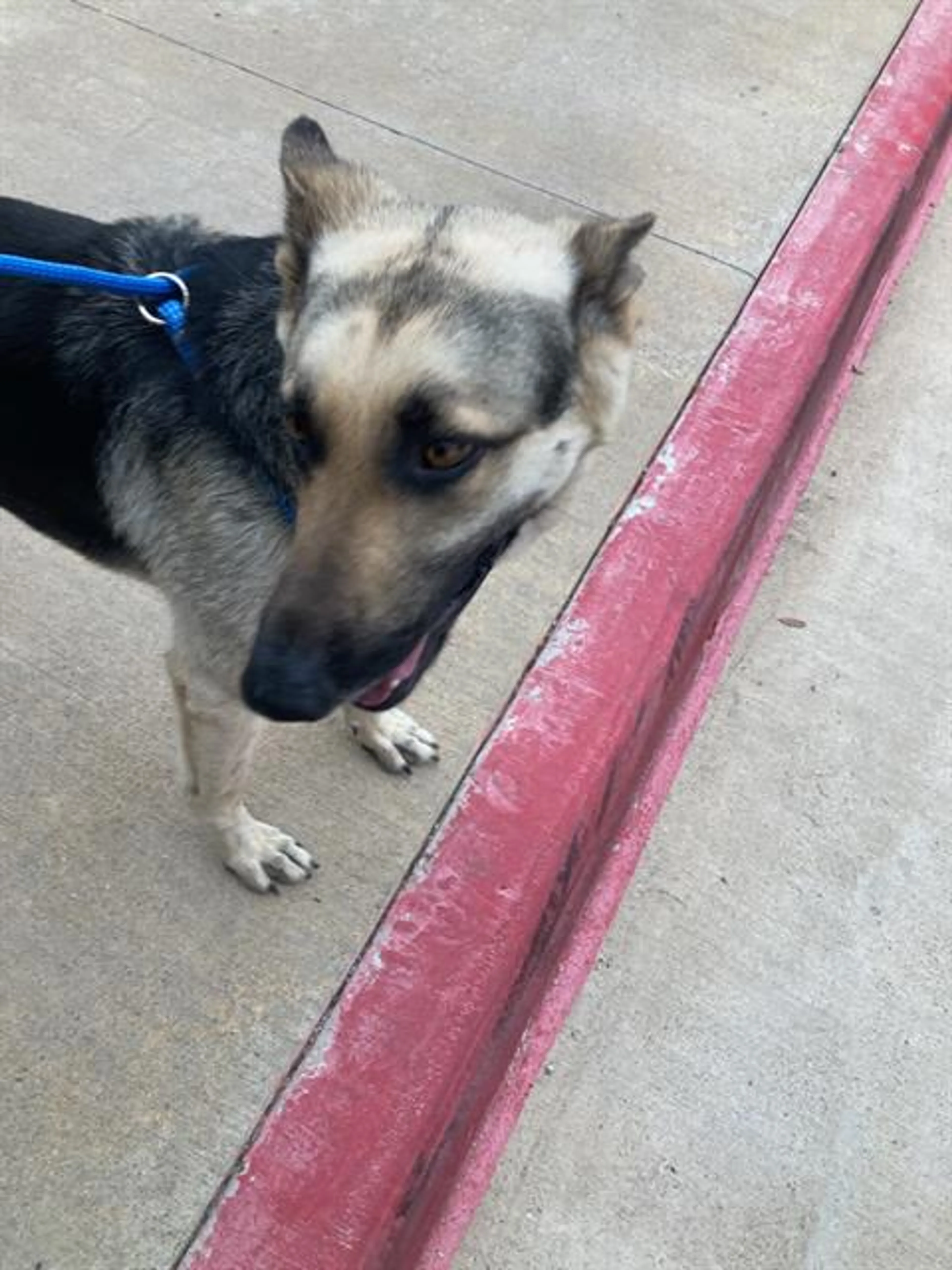 Found pet