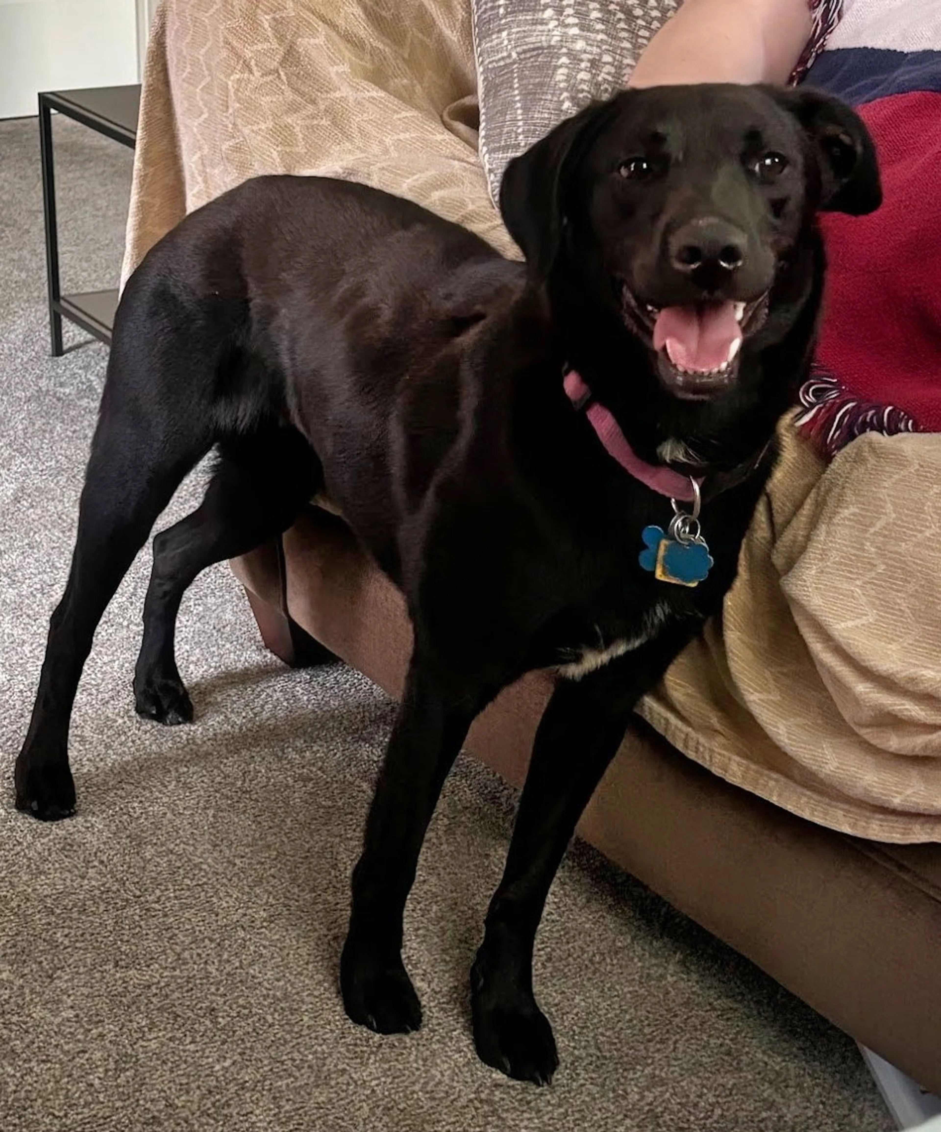 Found pet-4