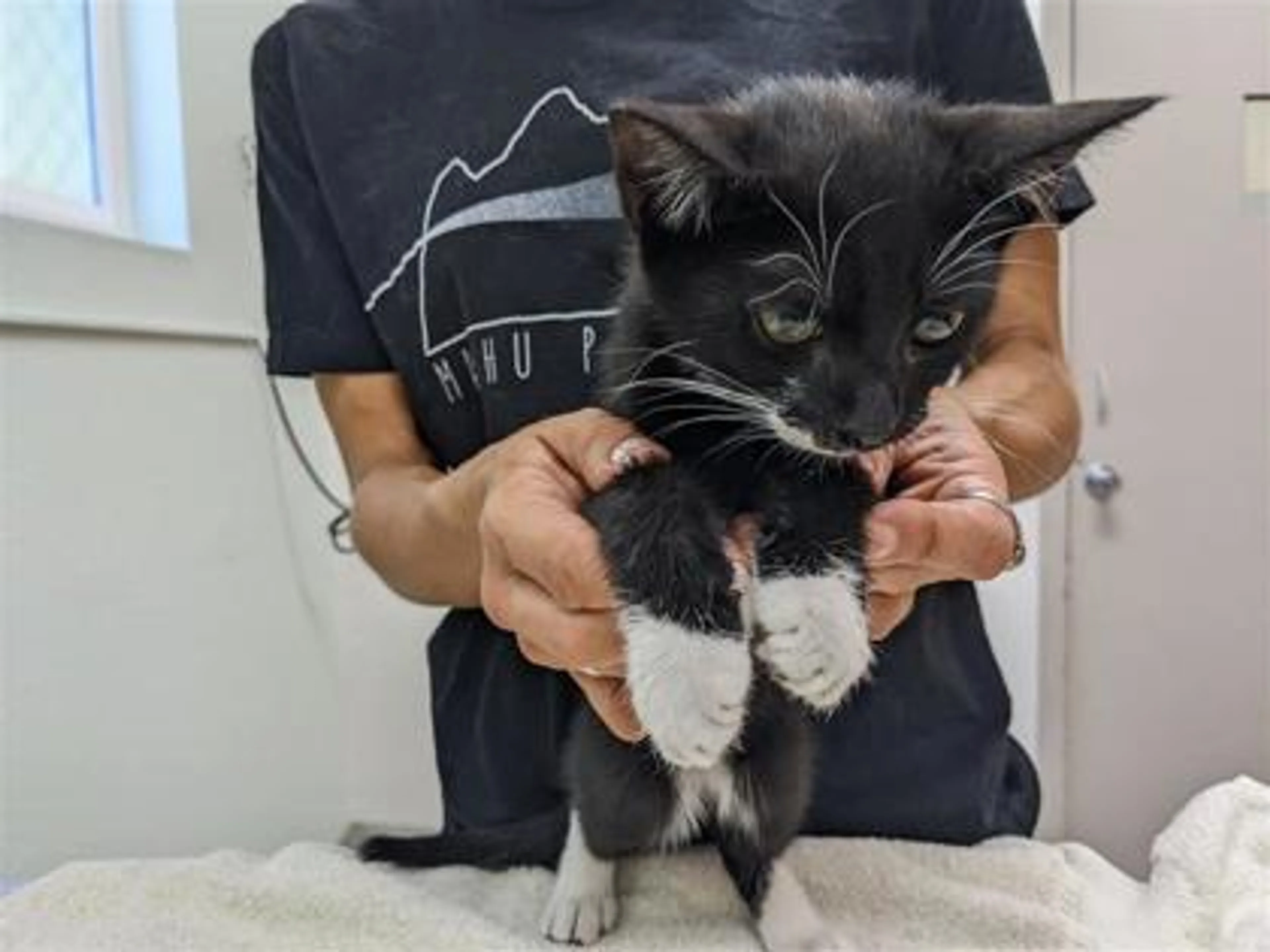 Found pet