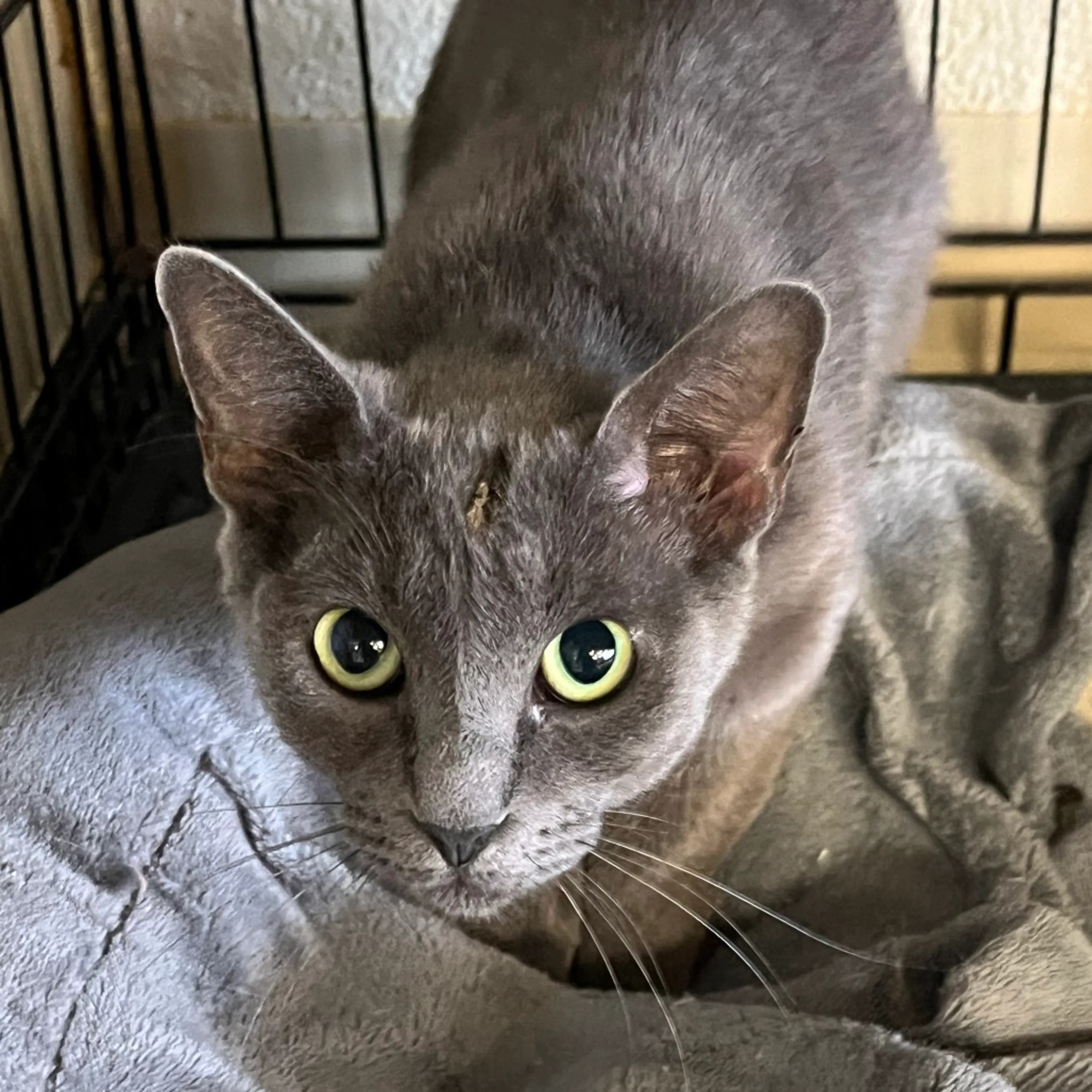 Found pet