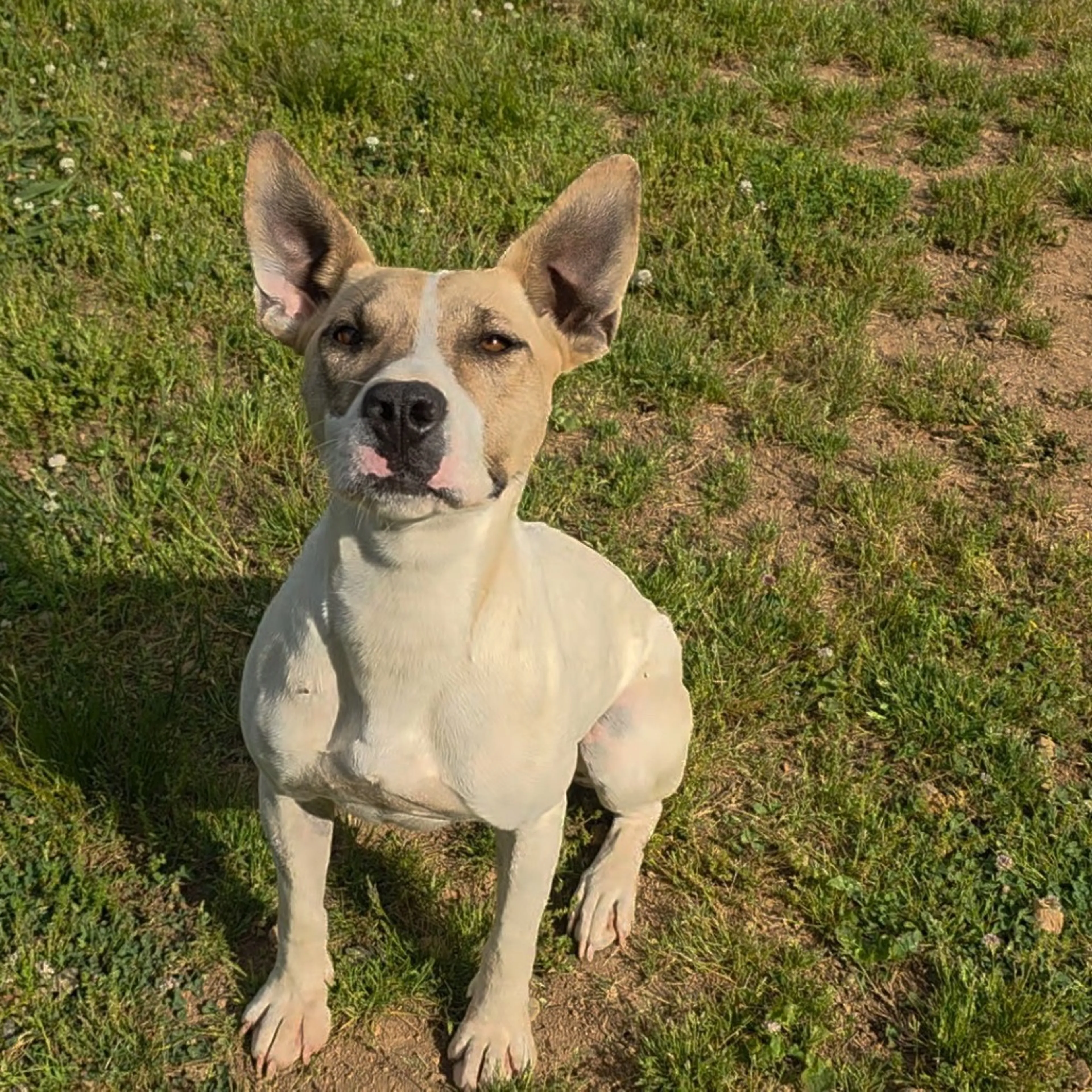Found pet-5